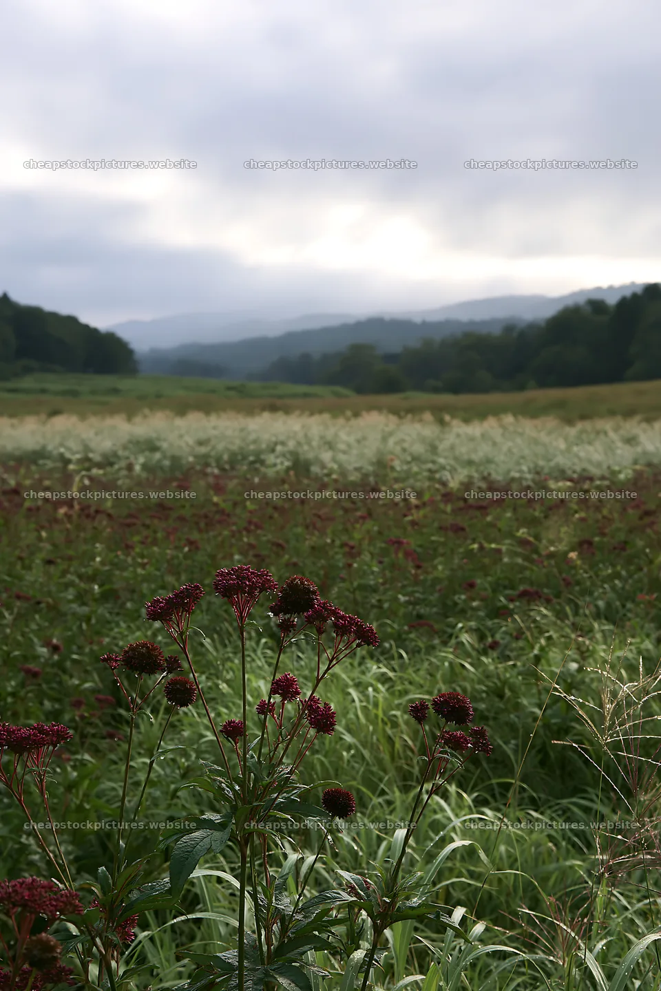Iwate meadow with seedheads after rain – stock pictures 6480x9722