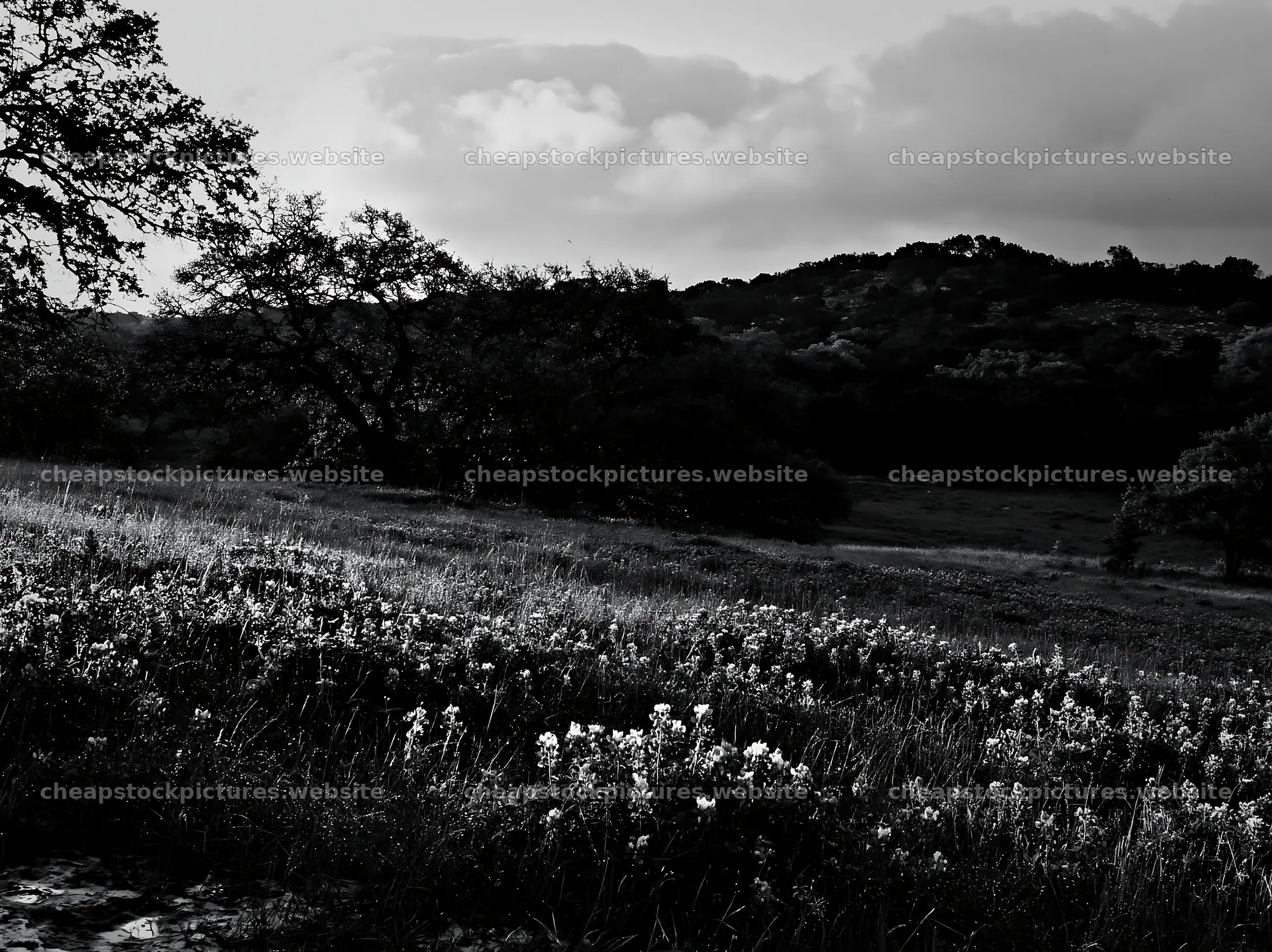 Rain soaked meadow with flowers under cloudy skies – stock pictures 9174x6866