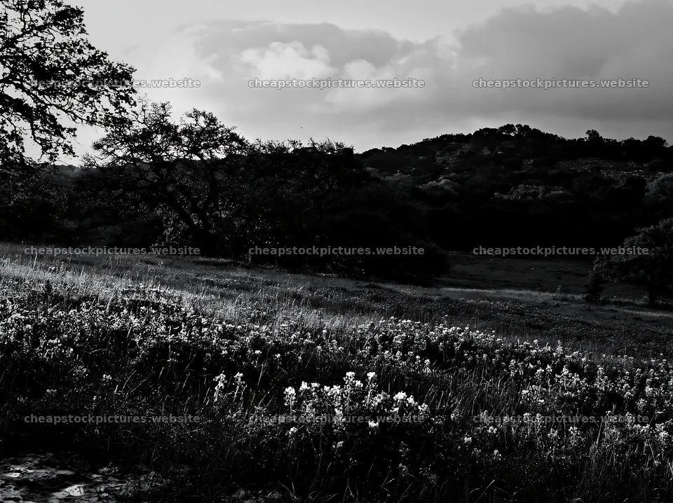 Rain soaked meadow with flowers under cloudy skies – stock pictures 9174x6866