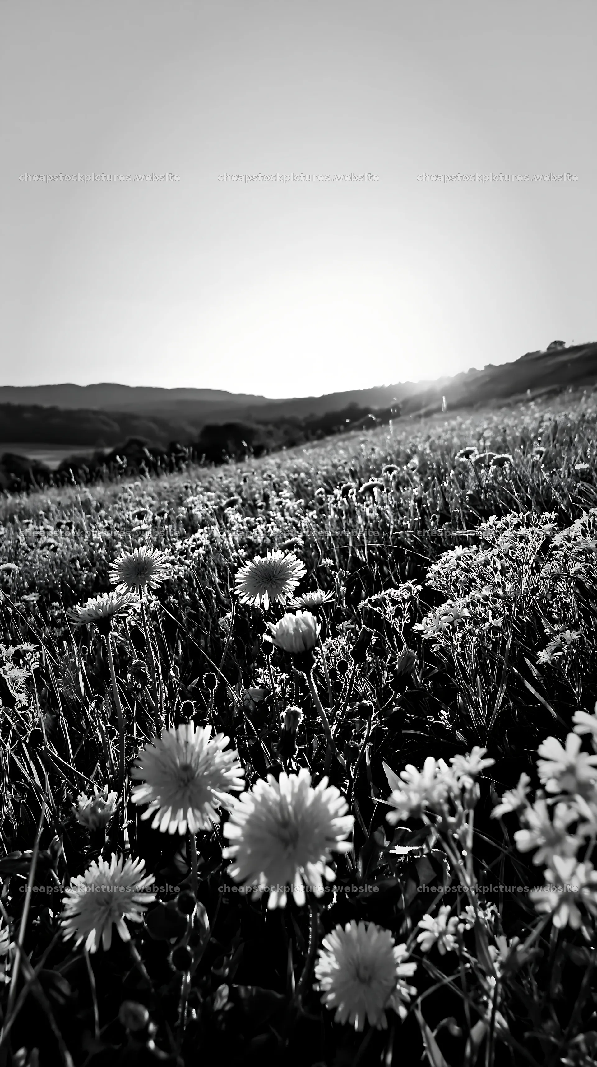 German foothill meadow with flowers at sunset – stock pictures 5938x10608