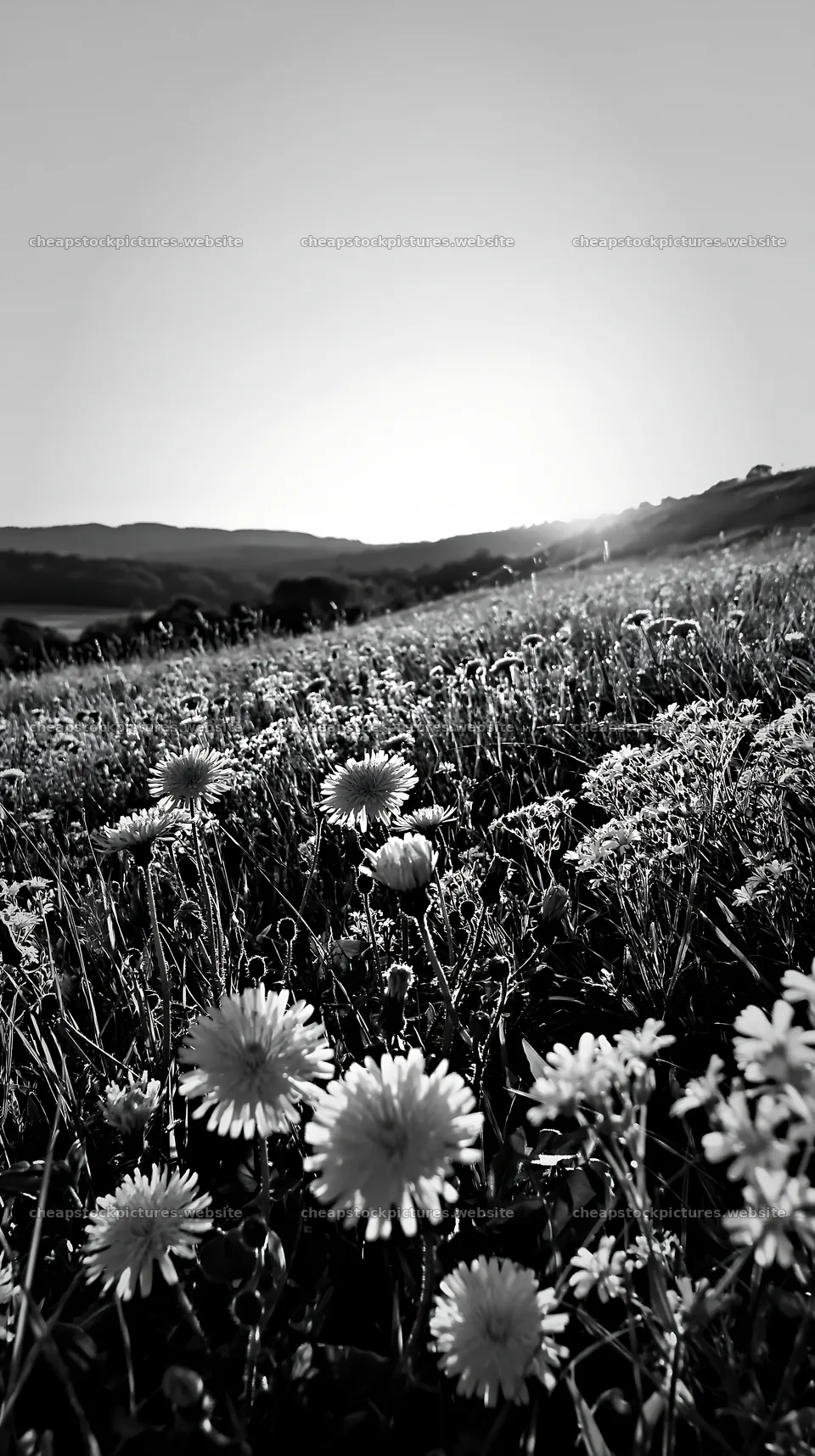 German foothill meadow with flowers at sunset – stock pictures 5938x10608
