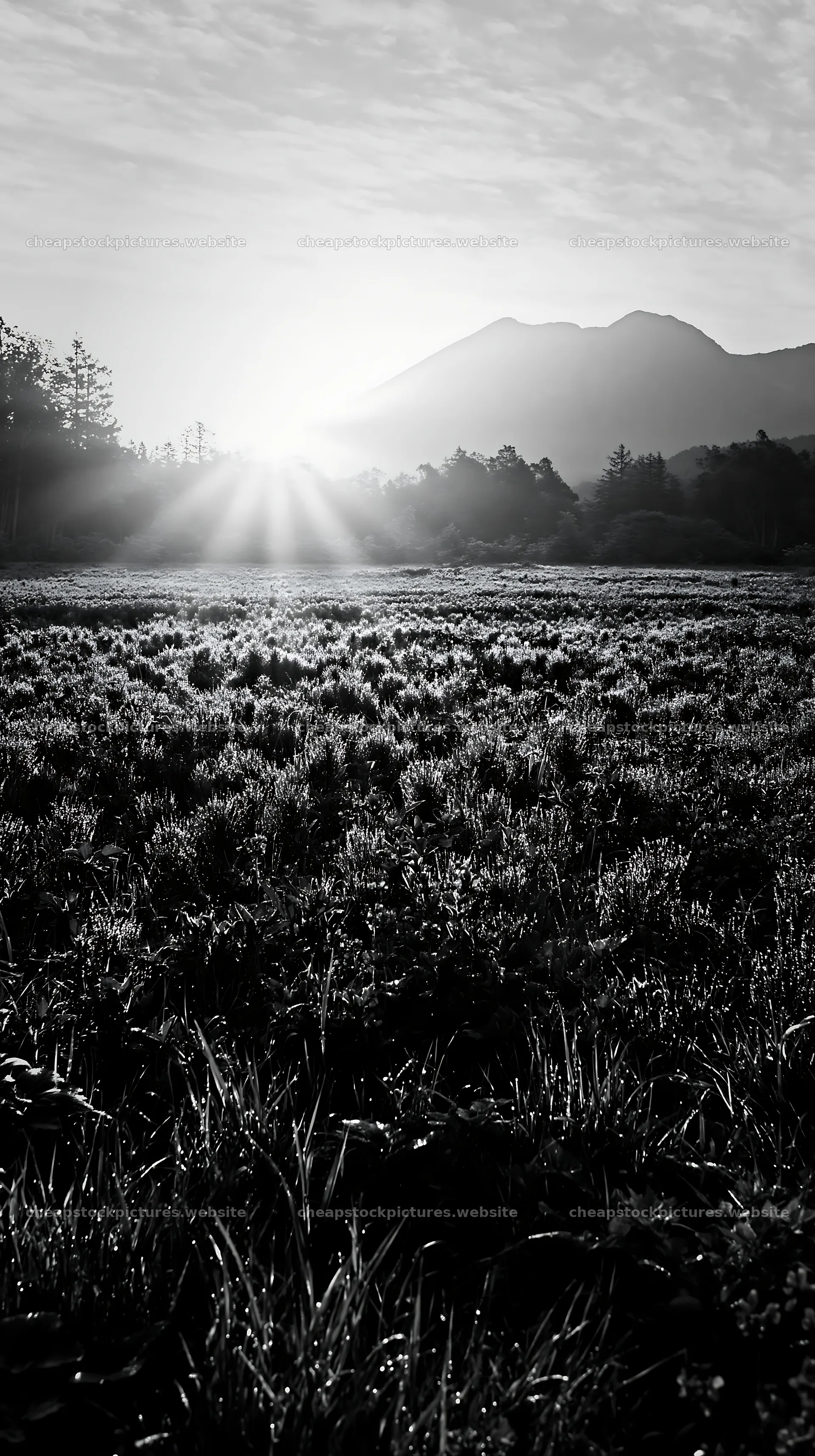 Expansive Hokkaido restoration meadow with dewdrops – stock pictures 5938x10608