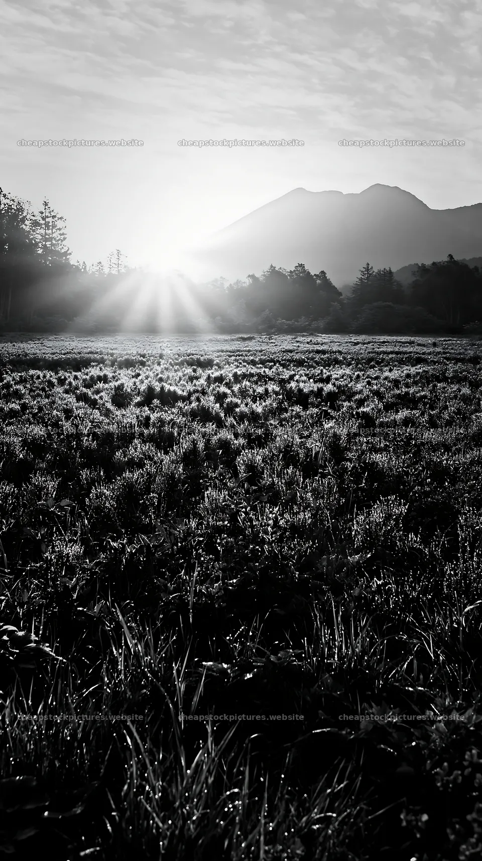 Expansive Hokkaido restoration meadow with dewdrops – stock pictures 5938x10608