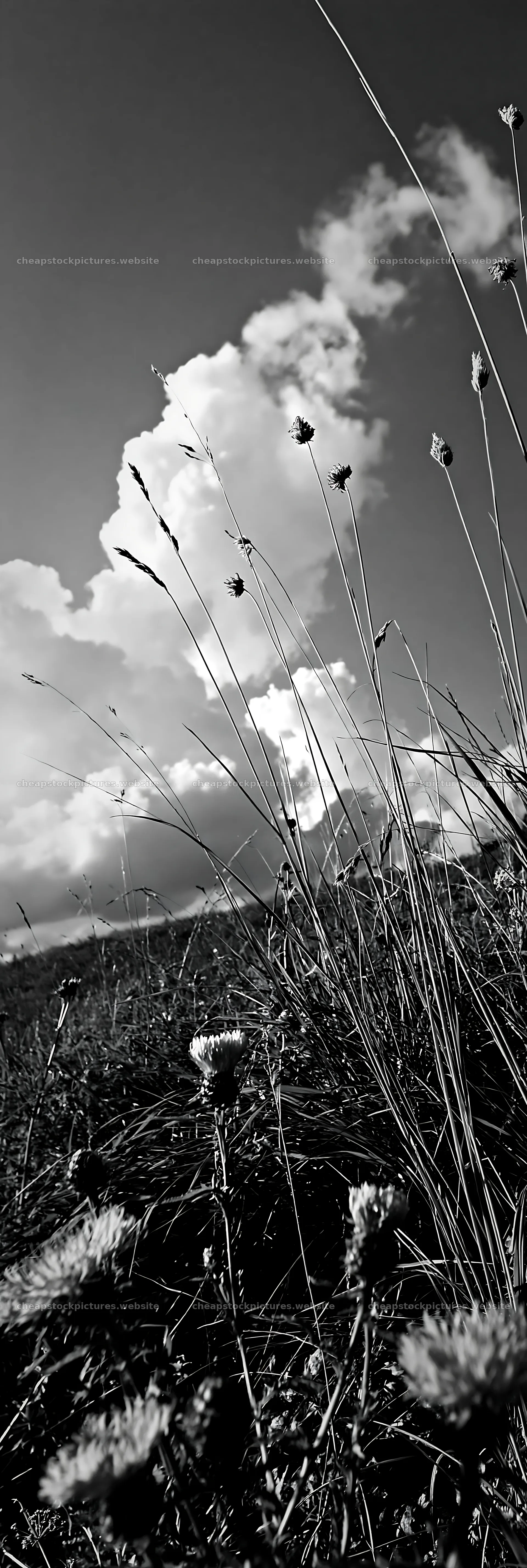 Meadow with knapweed under a blue sky with clouds – stock pictures 4602x13690