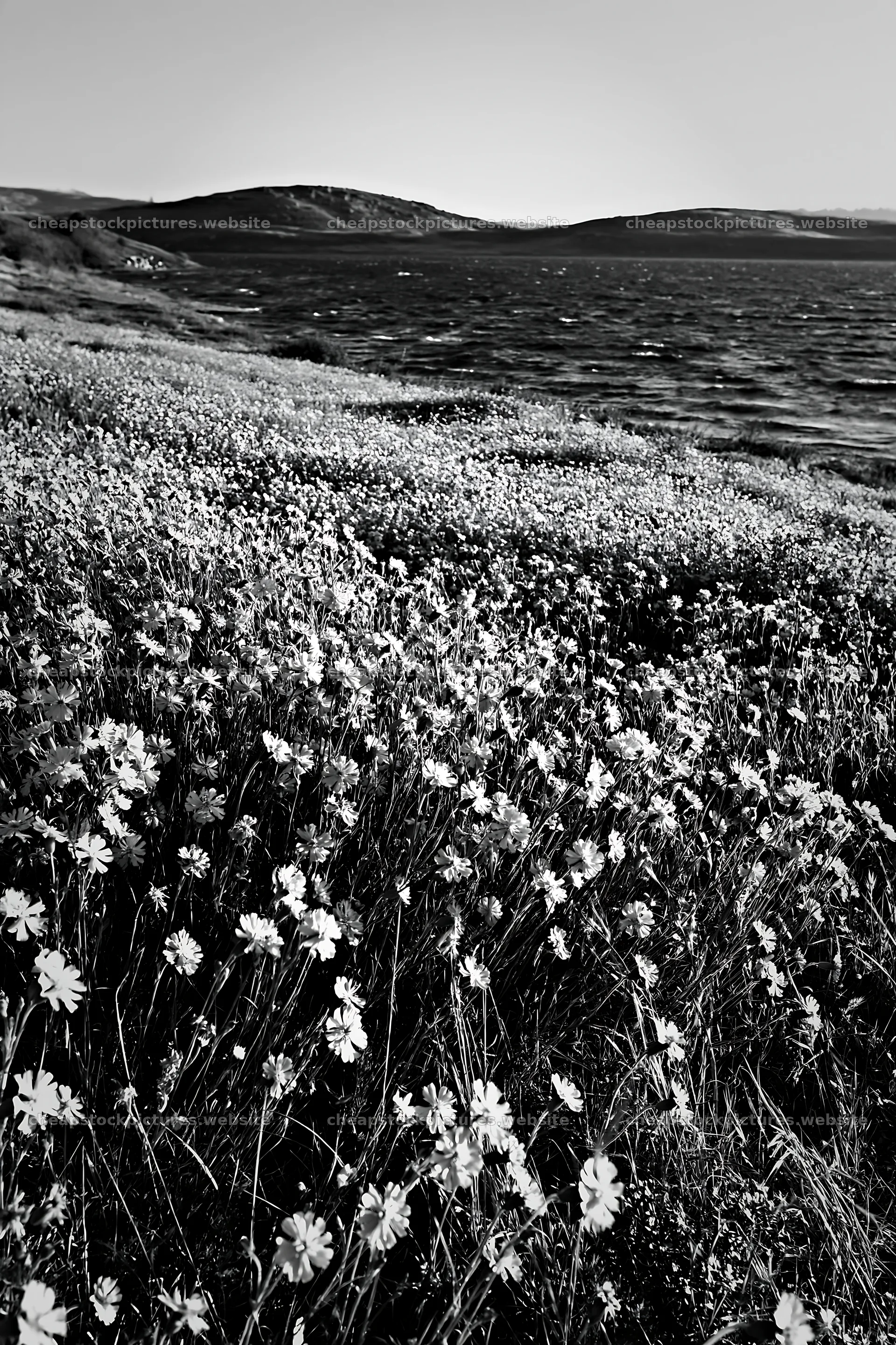 Sunlit lakeside meadow with blooming flowers – stock pictures 6480x9722