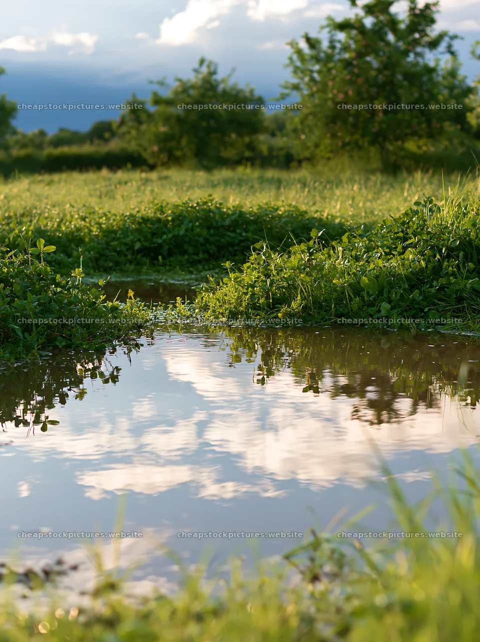 Clover apple meadow with water reflection under cloudy sky – stock pictures 6866x9174