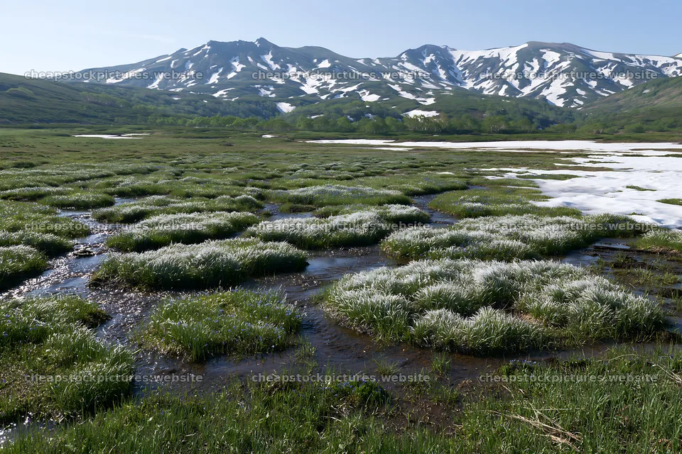 Snowmelt meadow with silver grasses in Akita – stock pictures 9722x6480