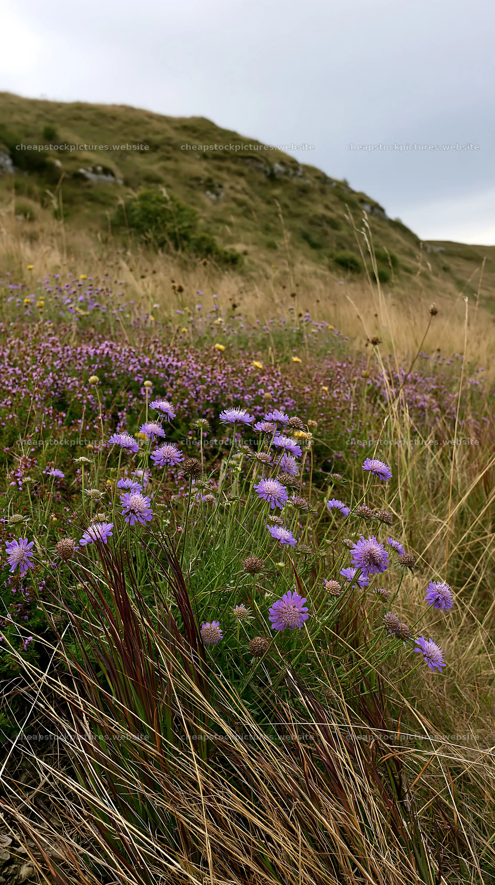 Cloudy limestone meadow with purple flowers in natural setting – stock pictures 5938x10608