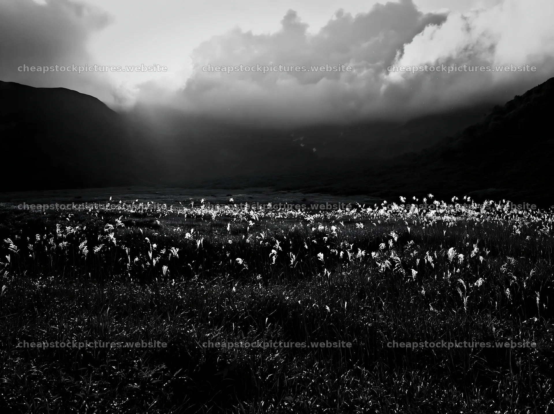 Akita snowmelt meadow with silver grasses in a lush setting – stock pictures 9174x6866