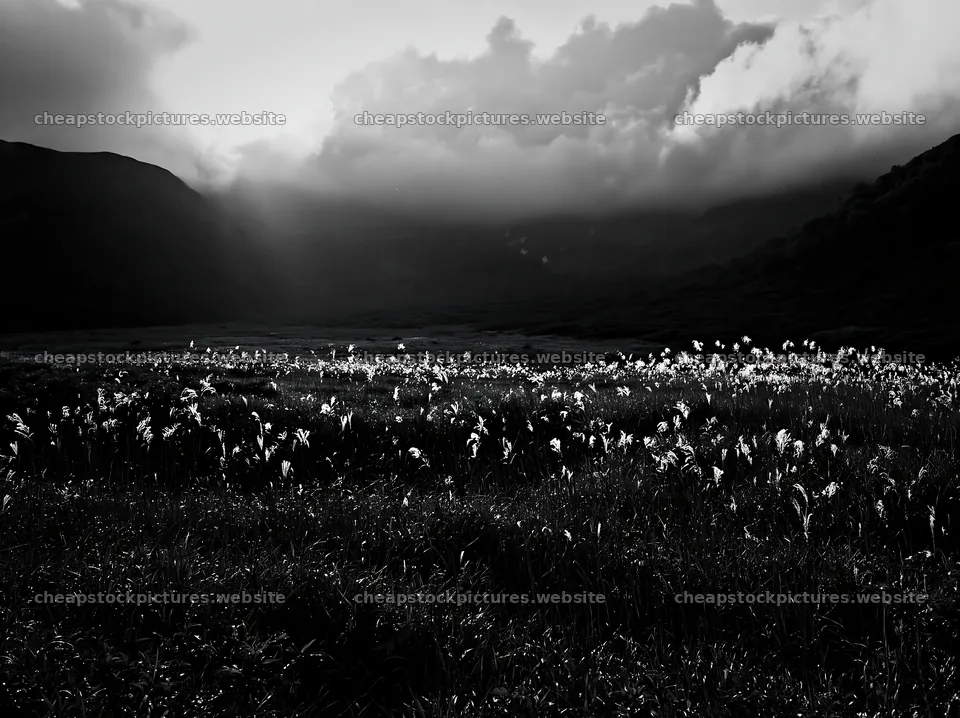 Akita snowmelt meadow with silver grasses in a lush setting – stock pictures 9174x6866