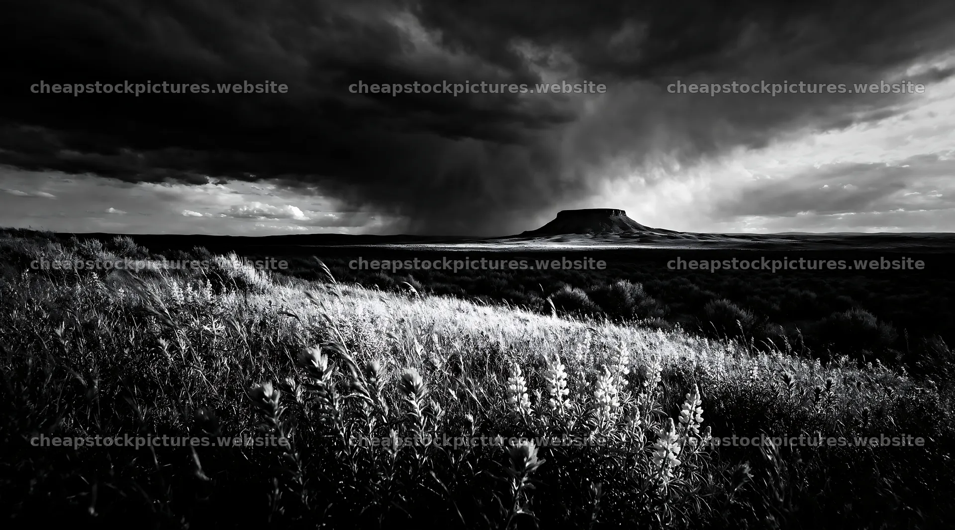 Paintbrush lupine meadow under a cloudy sky – stock pictures 10648x5916