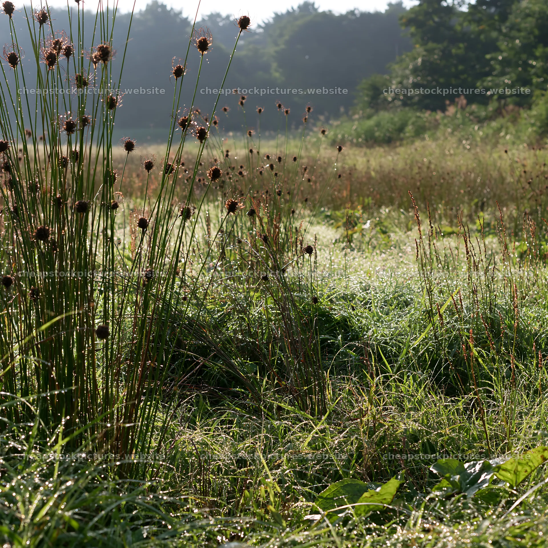 Tokyo urban biodiversity meadow with seedheads in morning light – stock pictures 7938x7938