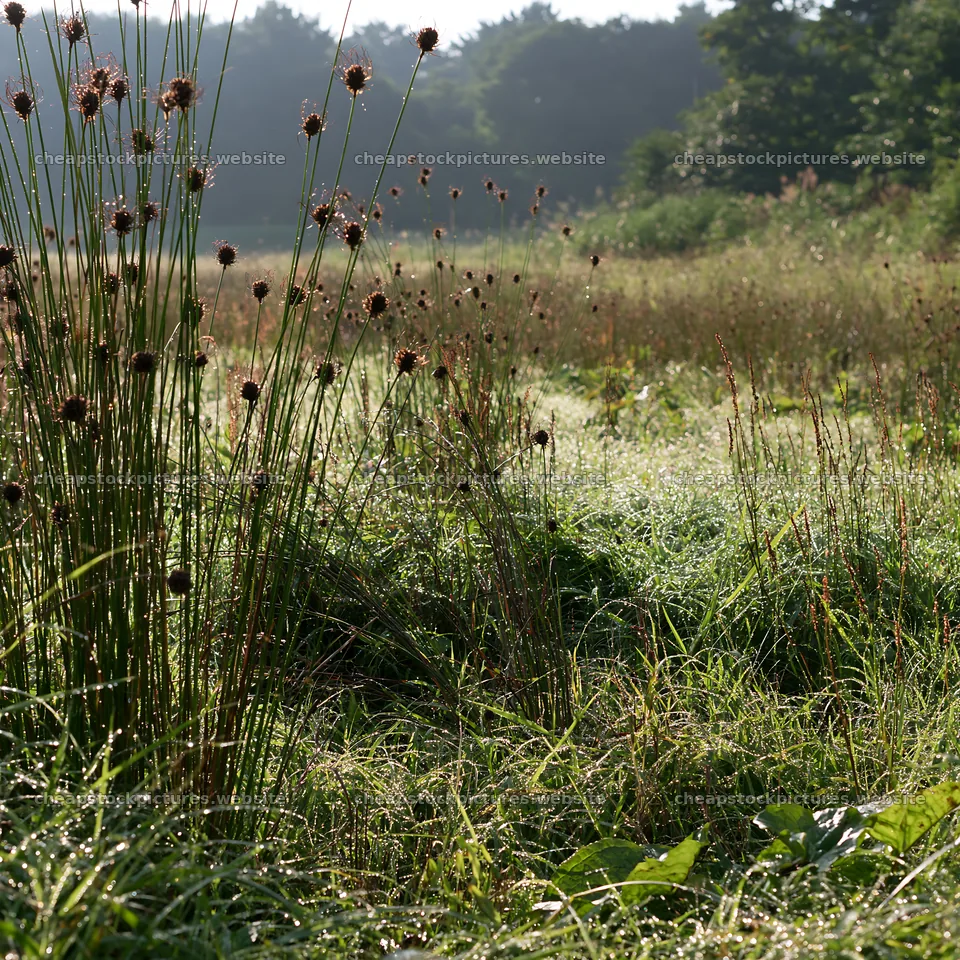 Tokyo urban biodiversity meadow with seedheads in morning light – stock pictures 7938x7938