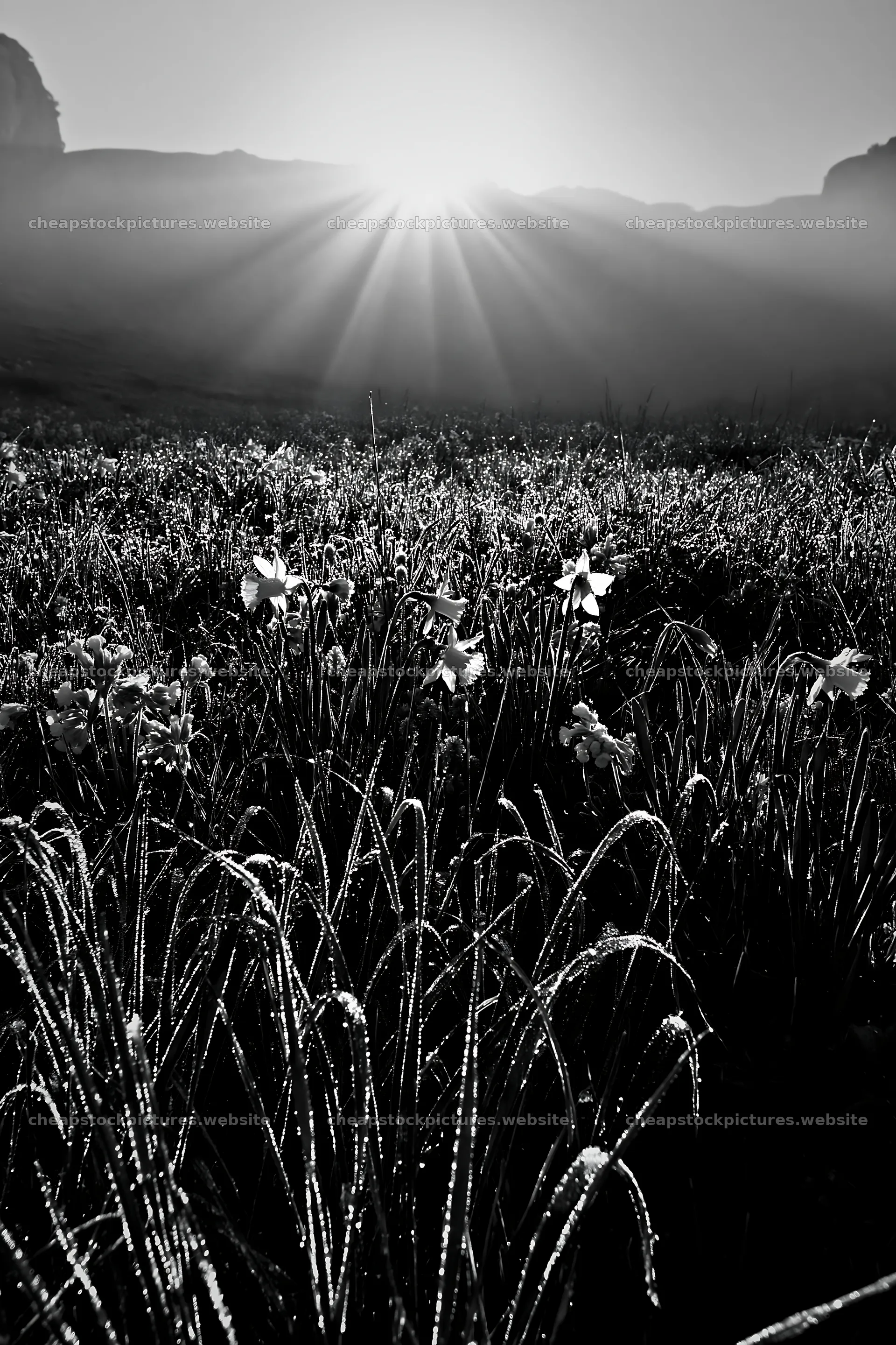 Sunrays over meadow in Picos de Europa at dawn – stock pictures 6480x9722