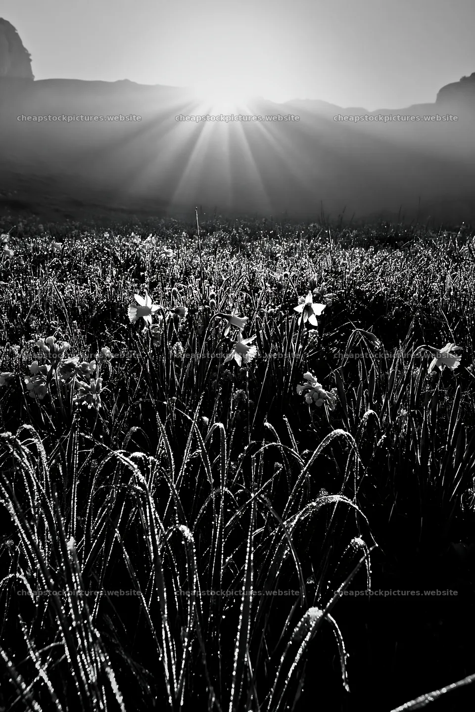 Sunrays over meadow in Picos de Europa at dawn – stock pictures 6480x9722