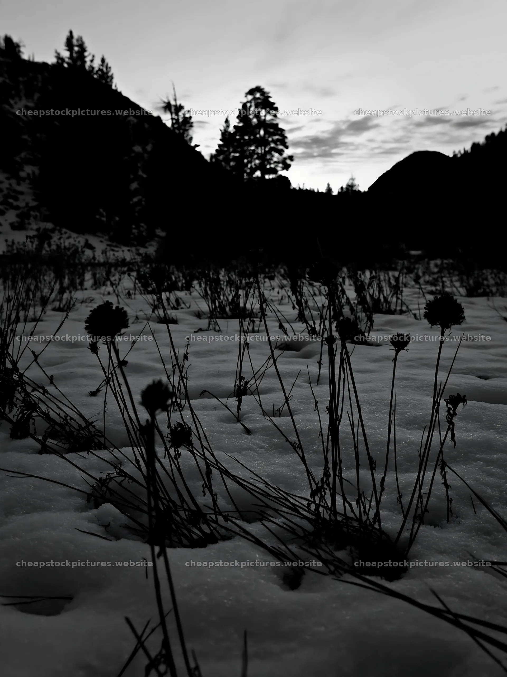 Snowbound meadow with plants under a twilight sky – stock pictures 6866x9174