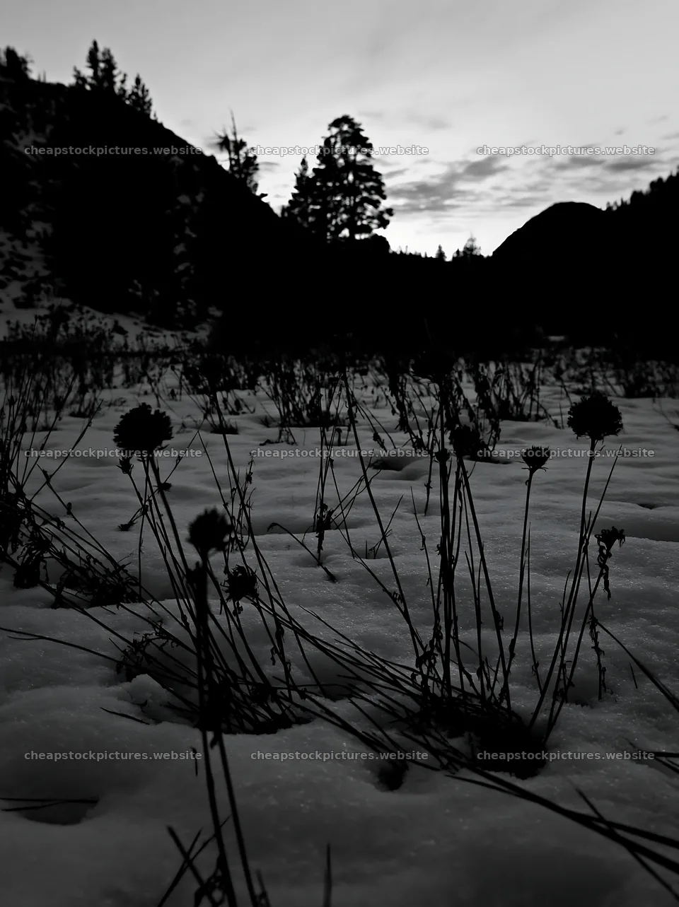 Snowbound meadow with plants under a twilight sky – stock pictures 6866x9174