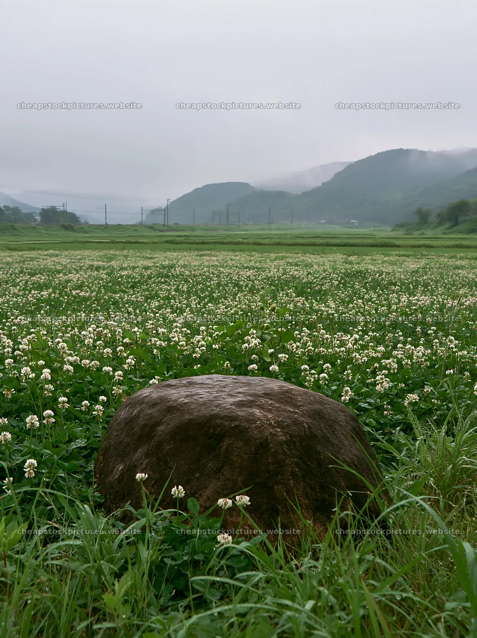 Hiroshima meadow with rocks and flowers on a rainy day – stock pictures 6866x9174