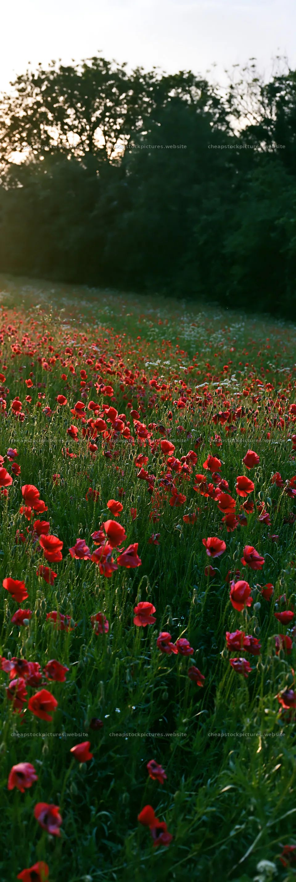 Flower meadow with red poppies near woodland at sunset – stock pictures 4602x13690