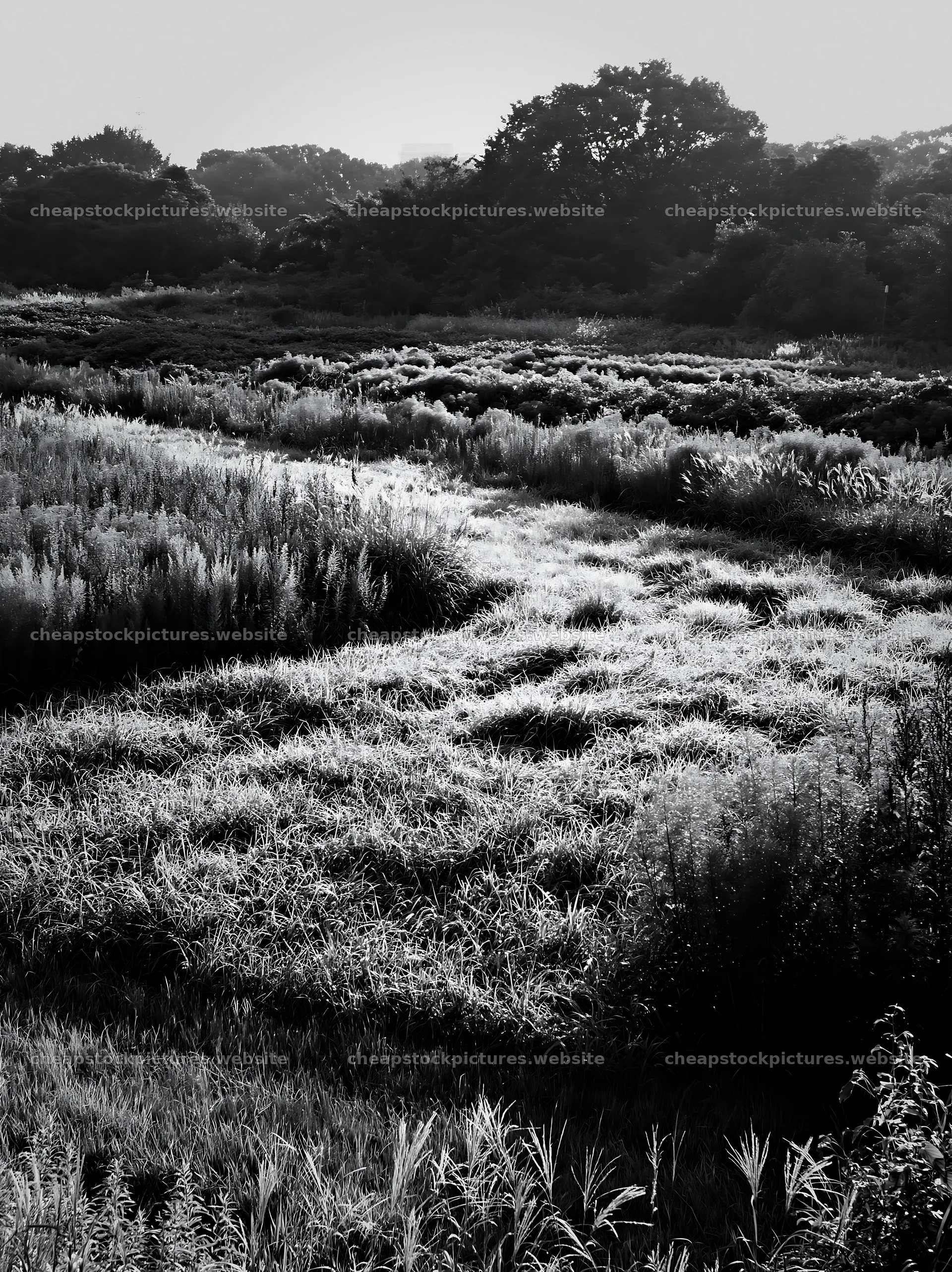 Tokyo urban biodiversity meadow with seedheads under morning light – stock pictures 6866x9174