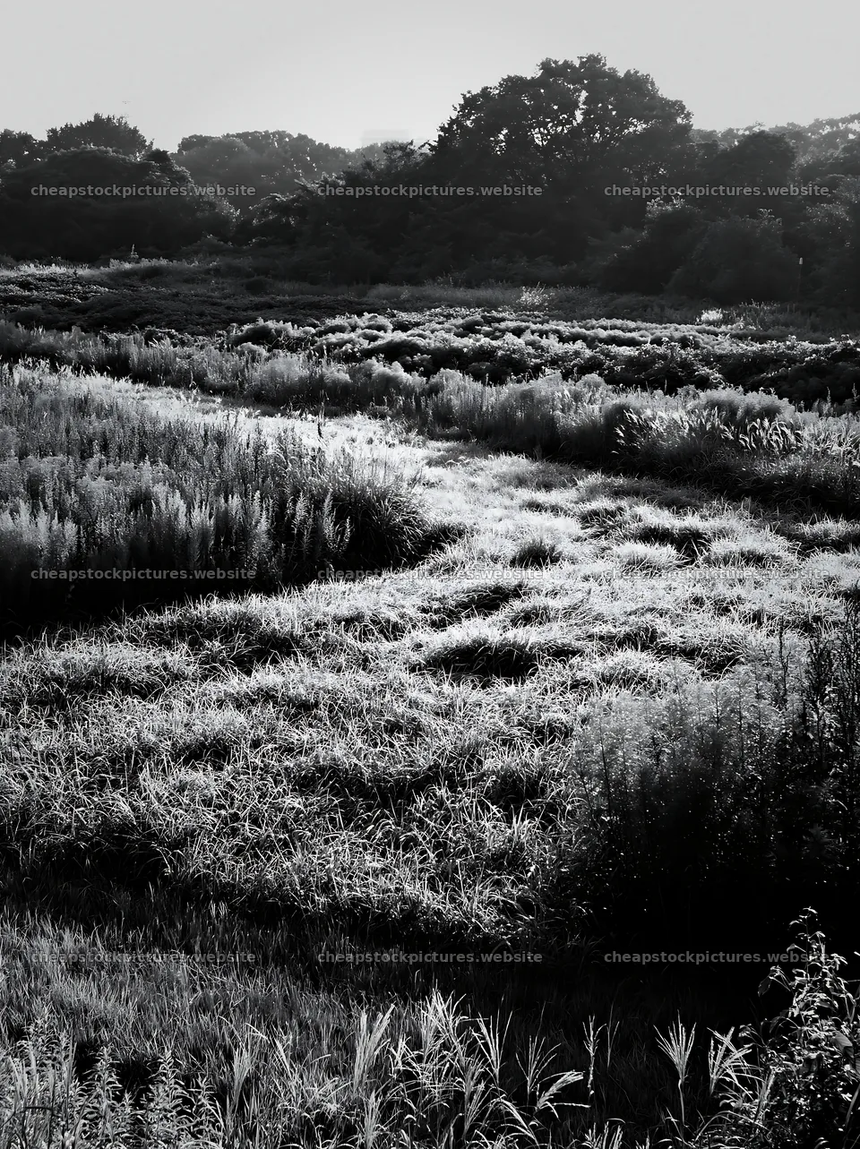 Tokyo urban biodiversity meadow with seedheads under morning light – stock pictures 6866x9174