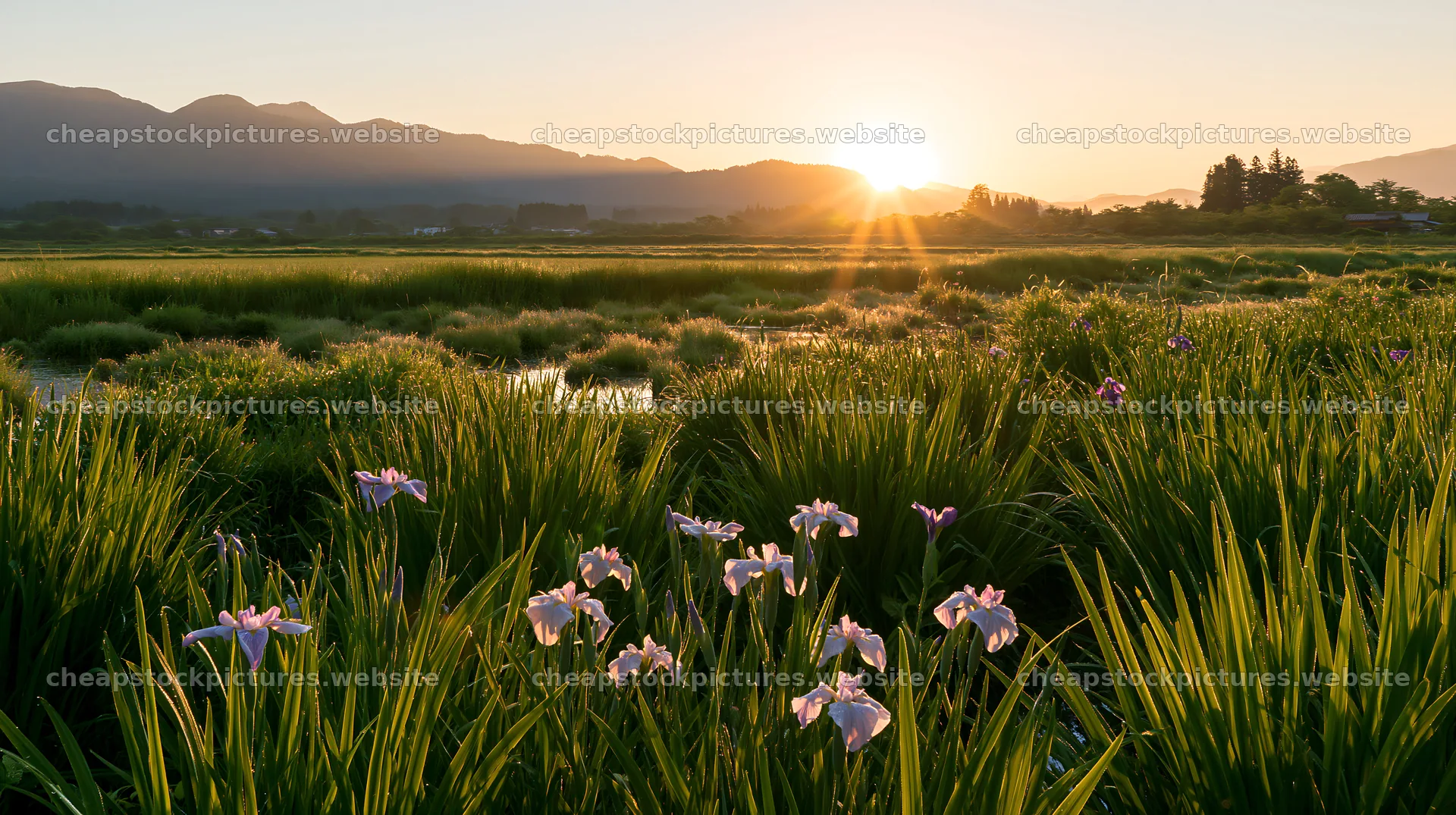 Niigata floodplain restoration meadow dew at sunrise – stock pictures 10608x5938