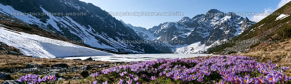 Frozen tarn meadow with flowers in the mountains – stock pictures 14762x4268