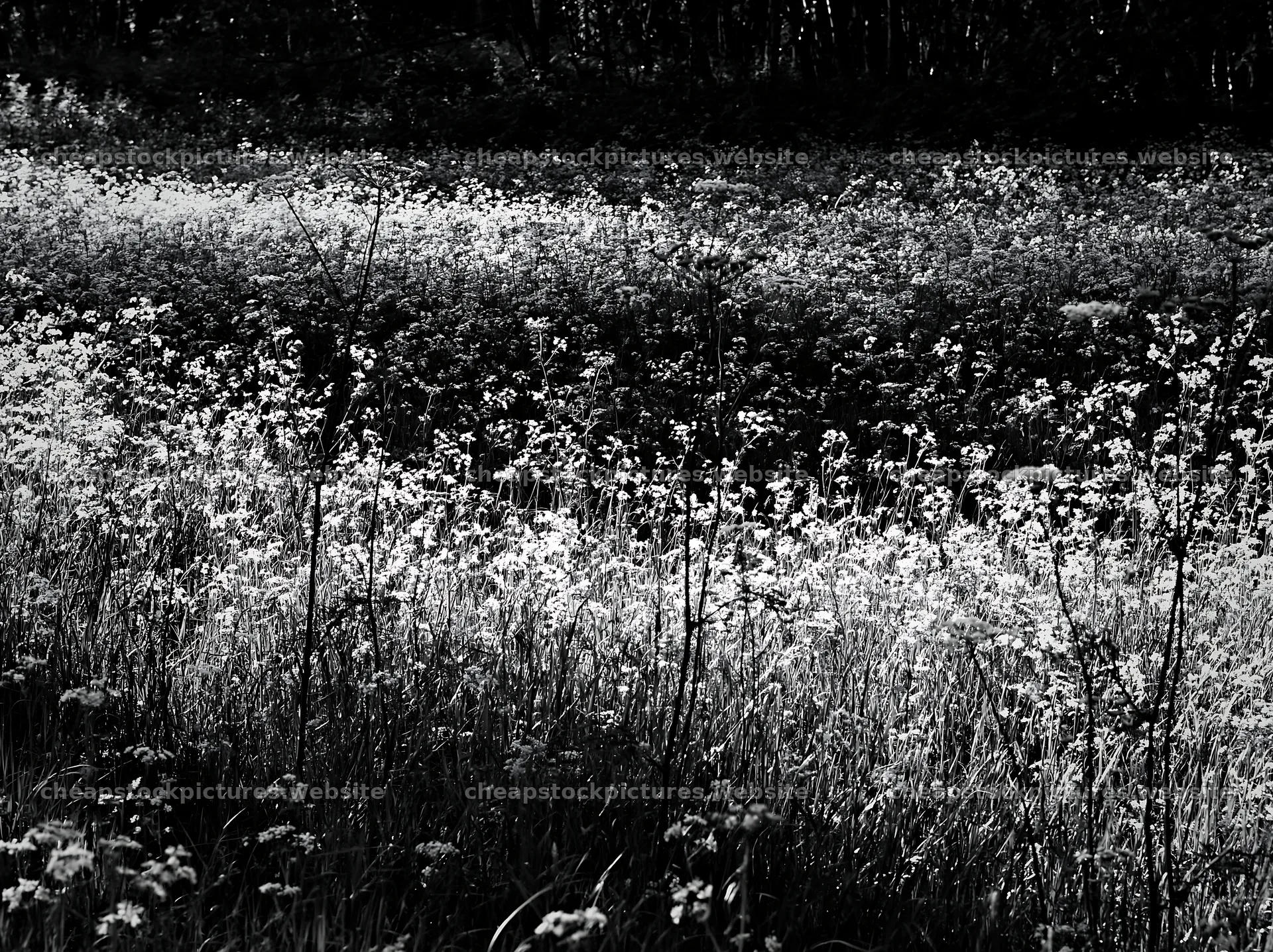 Cow parsley meadow with sunlight filtering through the trees – stock pictures 9174x6866