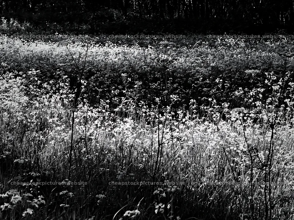 Cow parsley meadow with sunlight filtering through the trees – stock pictures 9174x6866