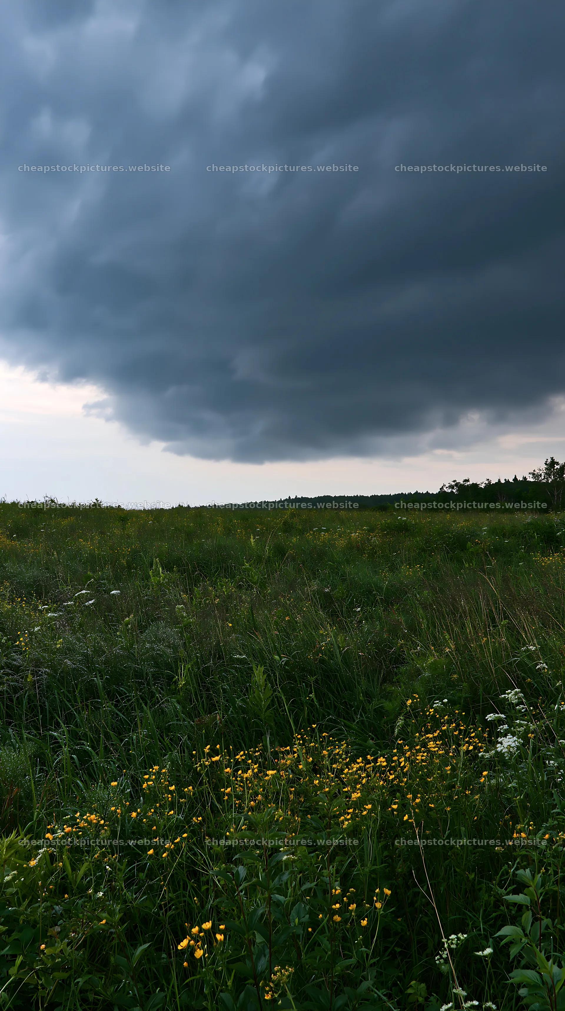 Expansive Hokkaido restoration meadow with dewdrops – stock pictures 5938x10608
