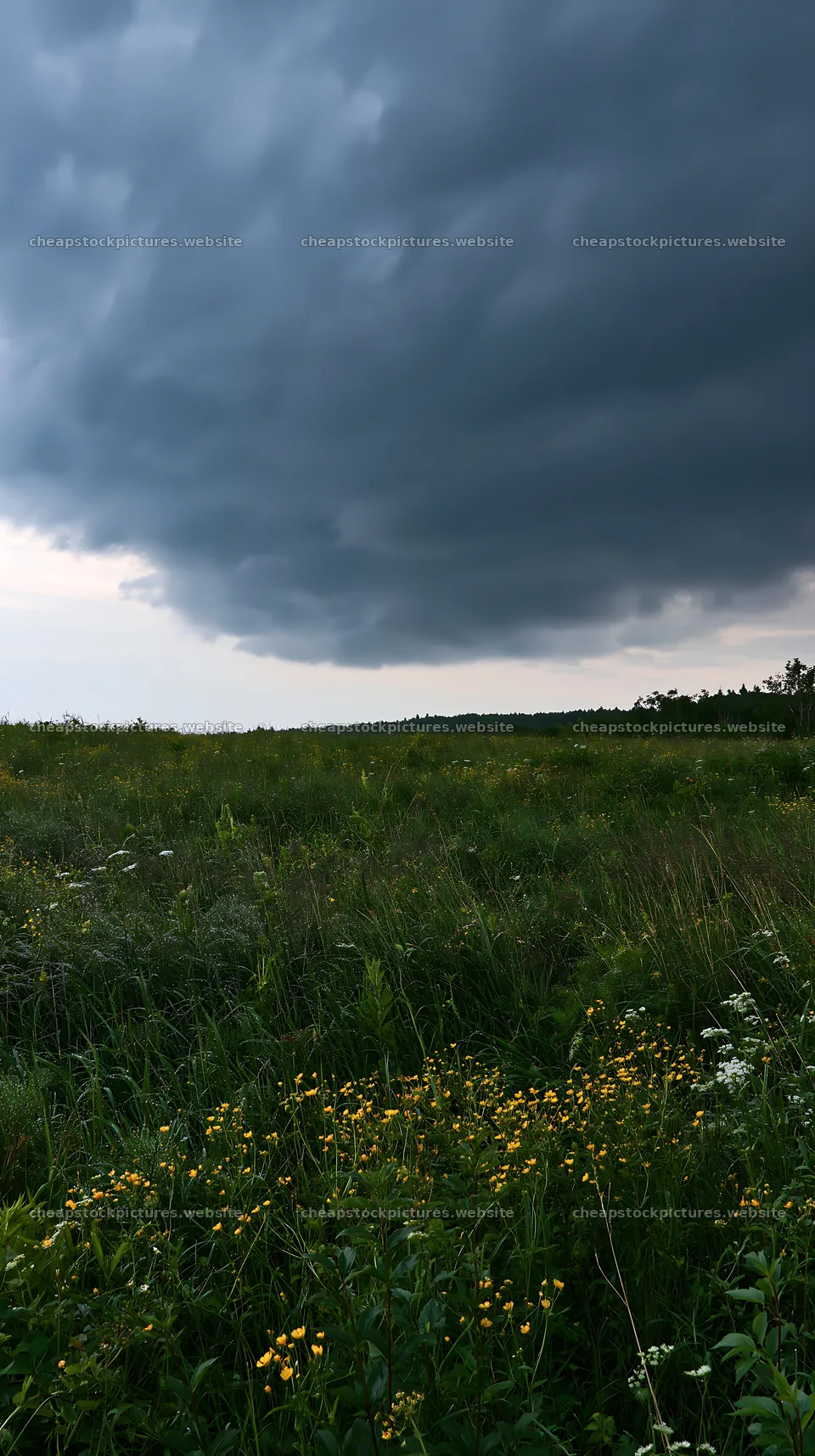 Expansive Hokkaido restoration meadow with dewdrops – stock pictures 5938x10608