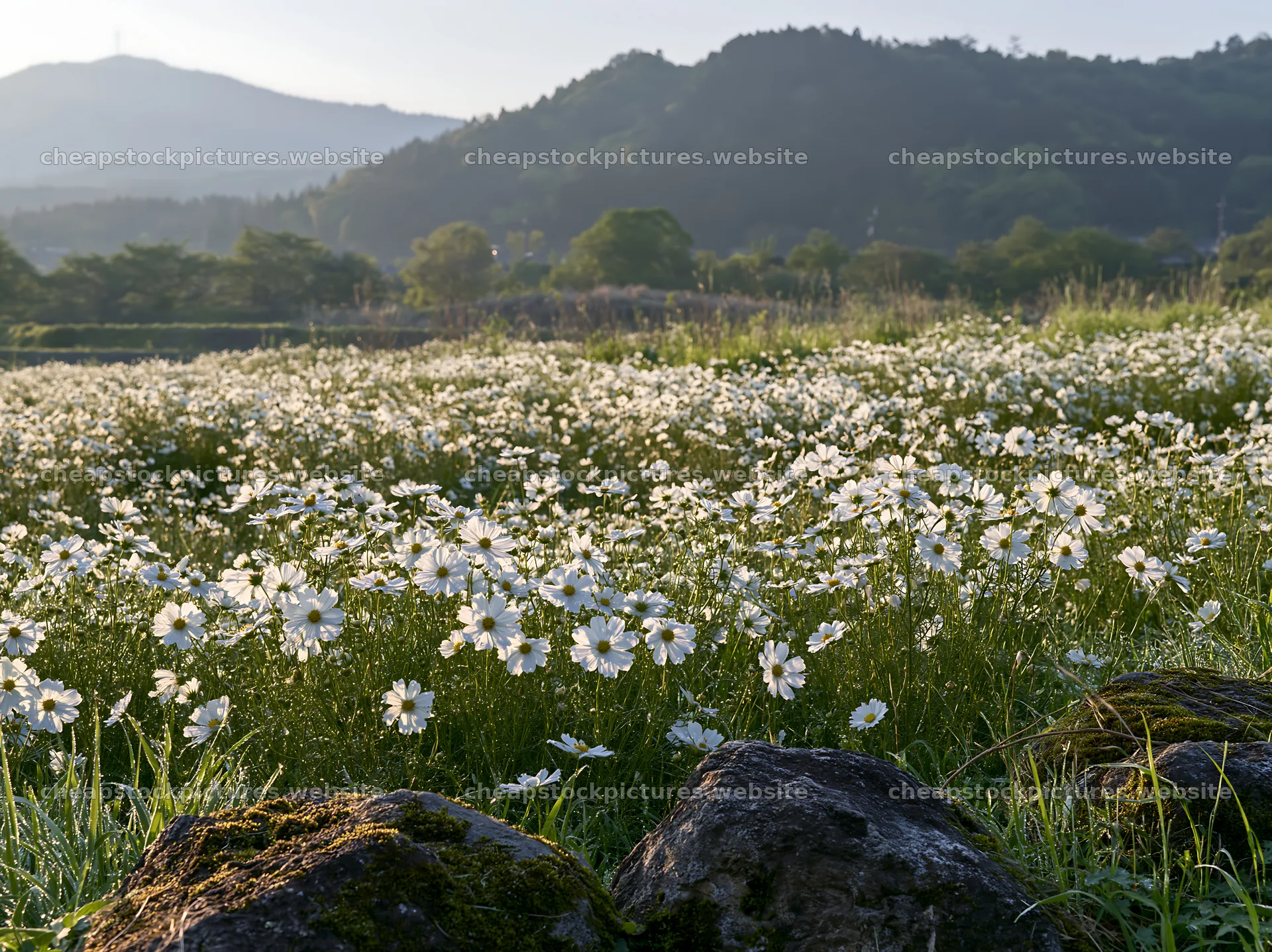 Kyoto spring wildflower meadow stone foreground – stock pictures 9174x6866