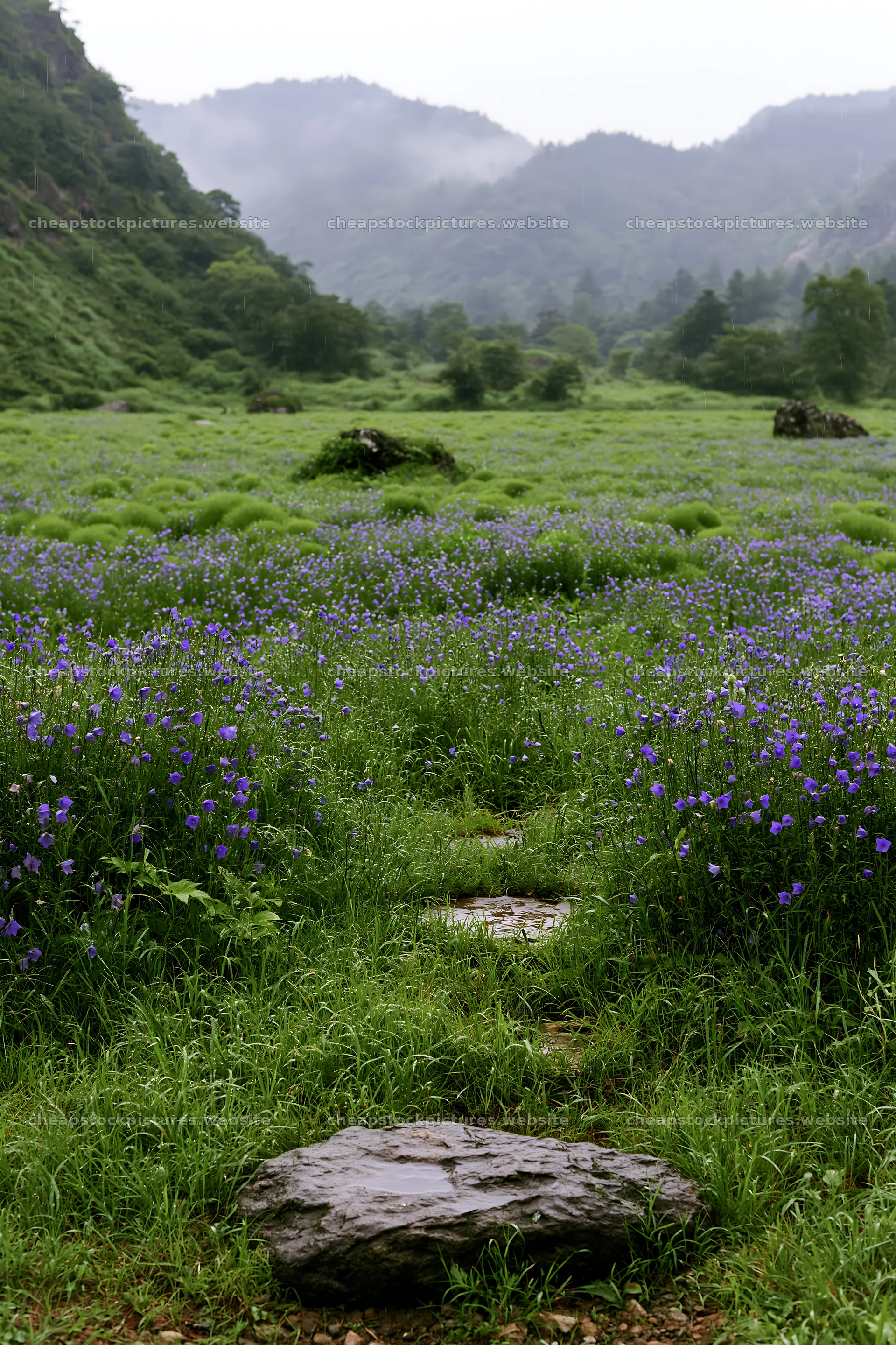 Hiroshima rainy meadow smooth rock foreground – stock pictures 6480x9722