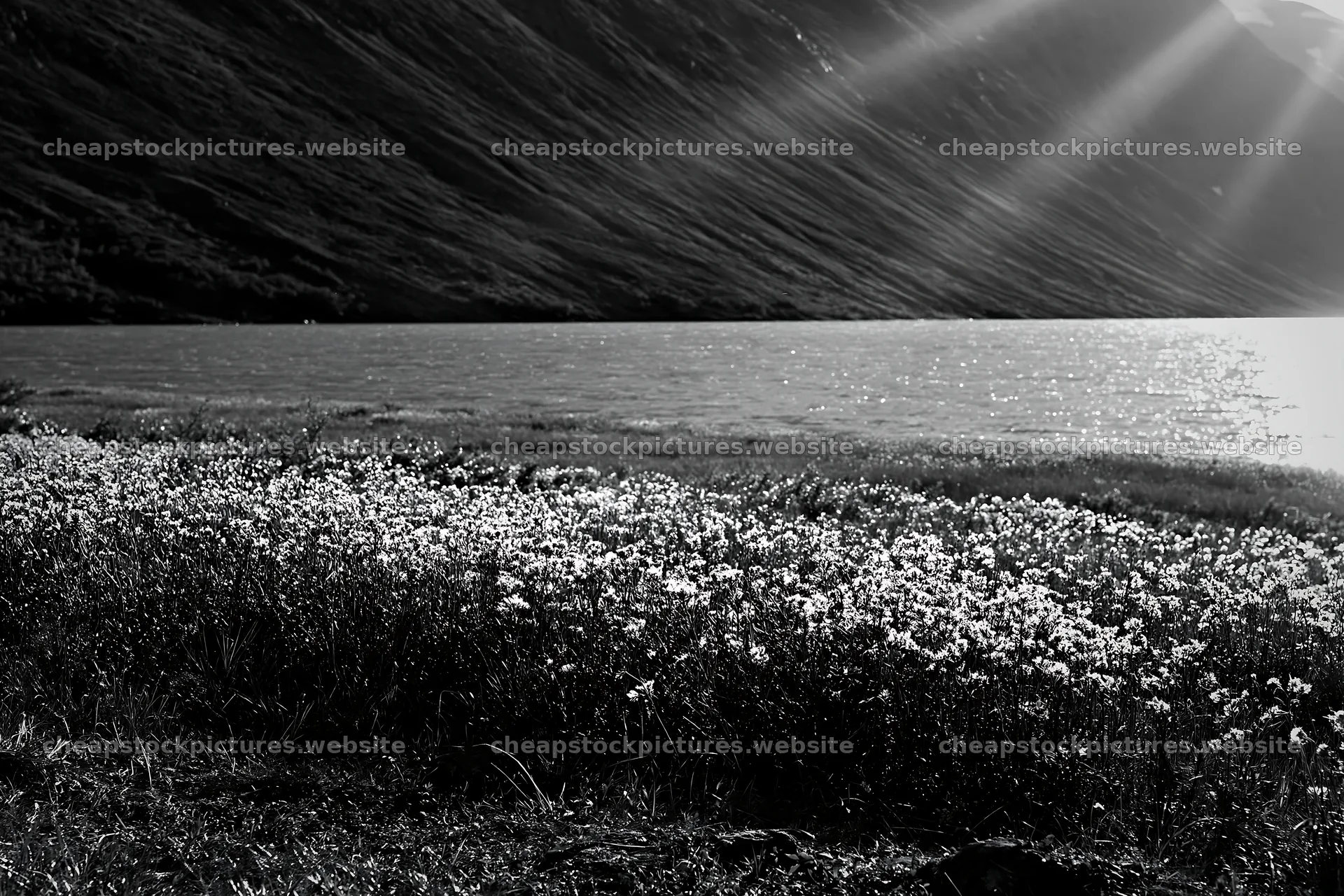 Sunbeams over flowers in Jotunheimen valley meadow – stock pictures 9722x6480
