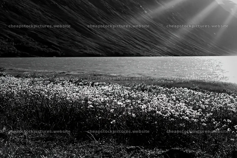 Sunbeams over flowers in Jotunheimen valley meadow – stock pictures 9722x6480