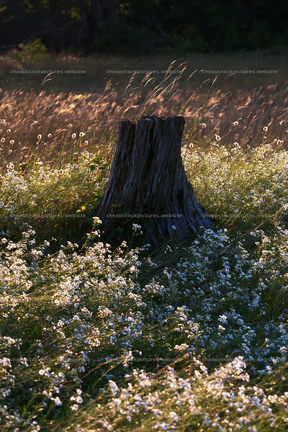 Fukushima native meadow with weathered stump – stock pictures 6480x9722