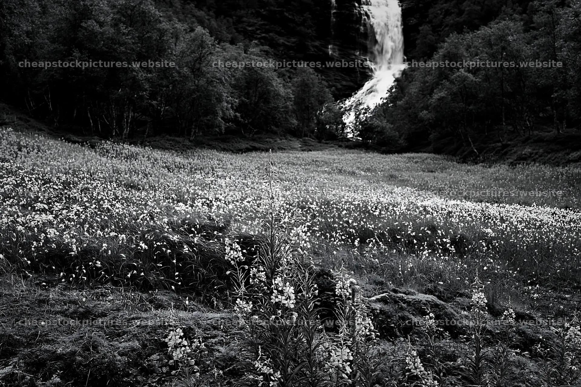 Wildflower meadow at base of waterfall in black and white – stock pictures 9722x6480