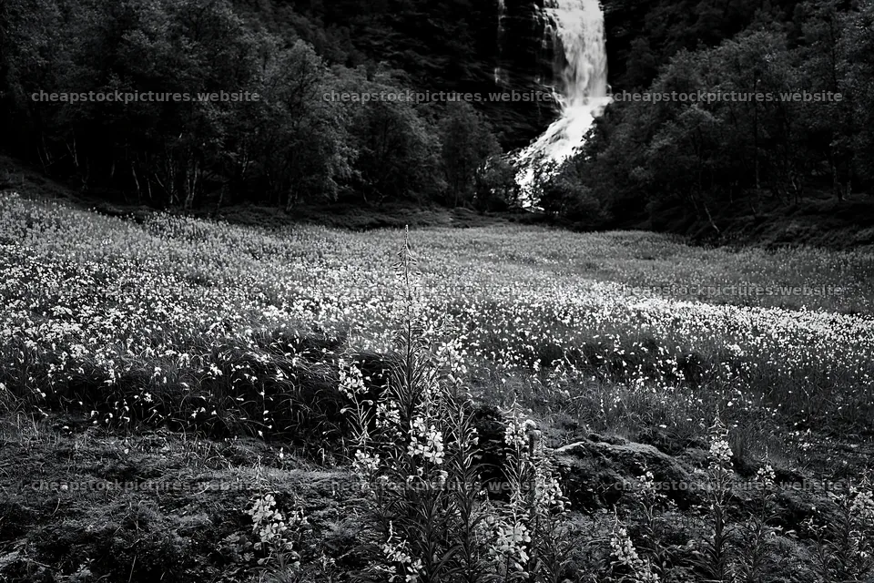 Wildflower meadow at base of waterfall in black and white – stock pictures 9722x6480