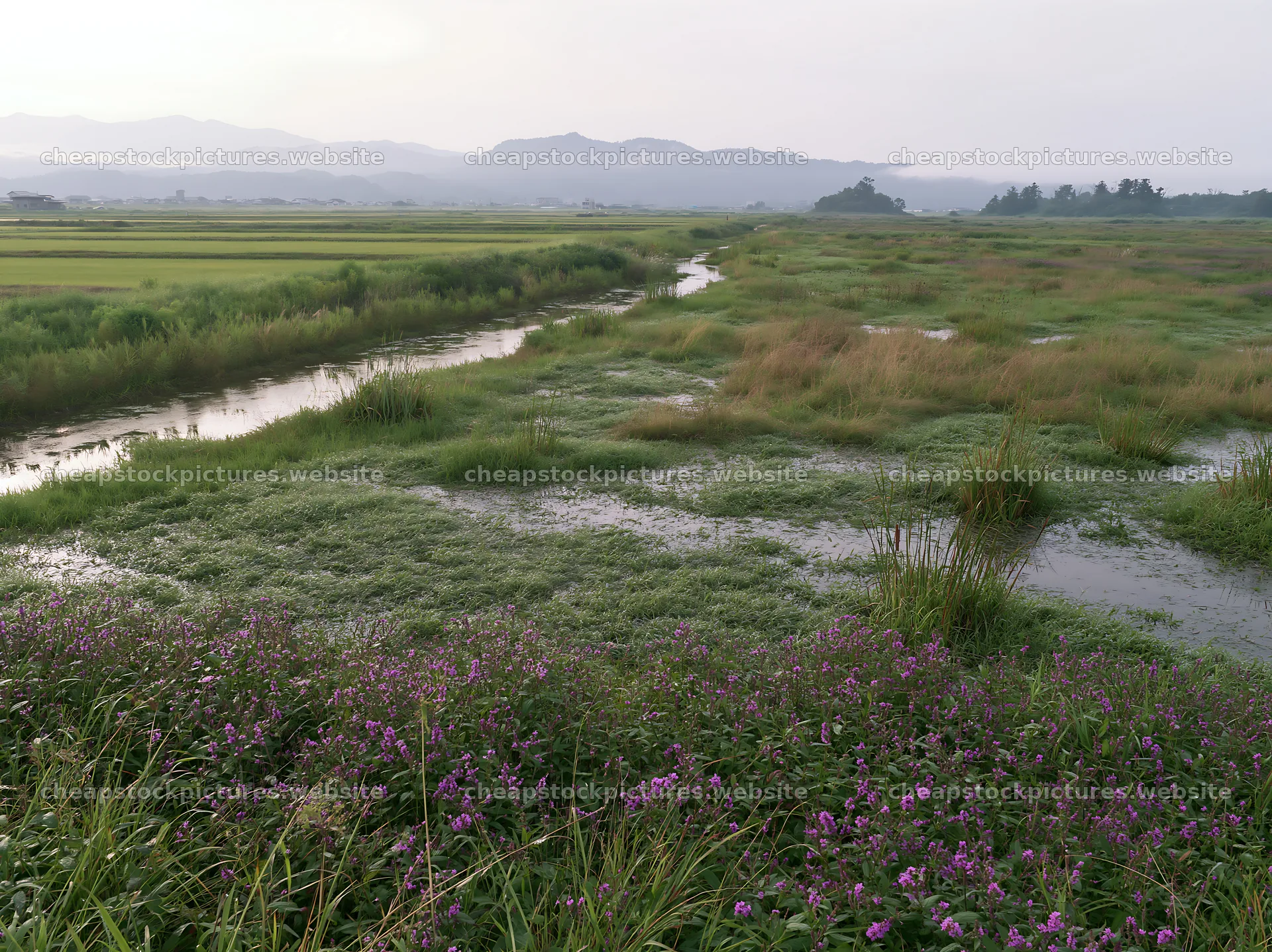 Restoration of floodplain meadow in Niigata with dew in foreground – stock pictures 9174x6866