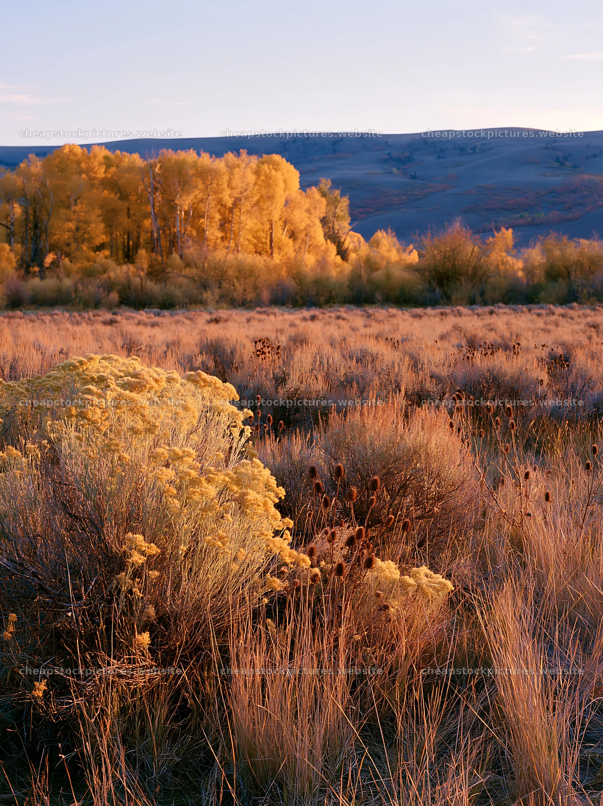 Sagebrush meadow with golden autumn trees at sunset – stock pictures 6866x9174