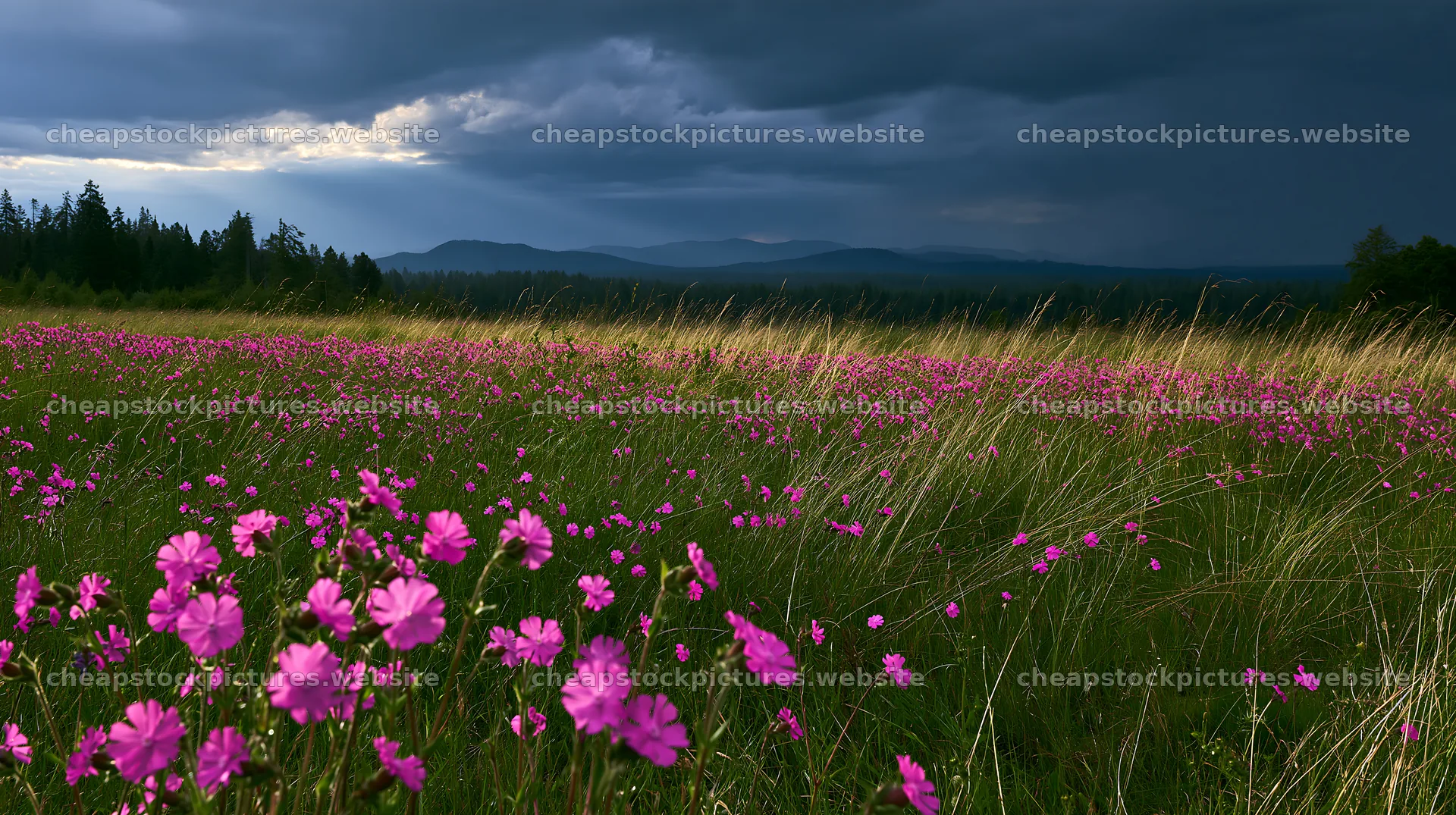 Pink campion flowers in a meadow against dark clouds – stock pictures 10608x5938