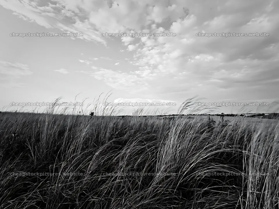 Drought-tolerant meadow with grass and cloudy sky – stock pictures 9174x6866