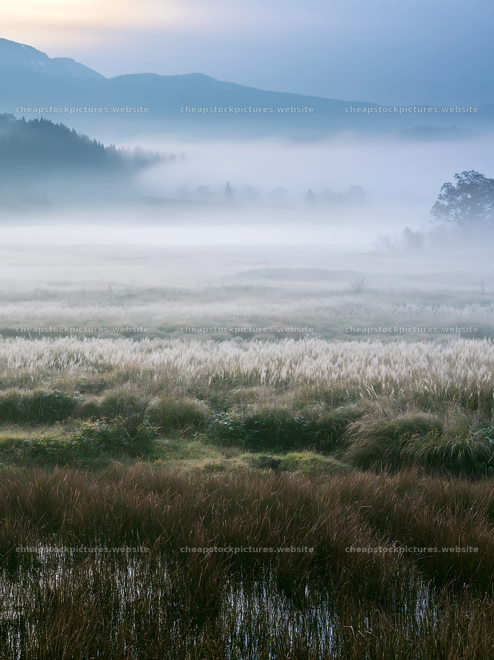 Akita snowmelt meadow with silver grasses under morning fog – stock pictures 6866x9174