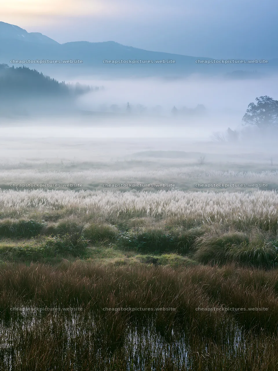 Akita snowmelt meadow with silver grasses under morning fog – stock pictures 6866x9174