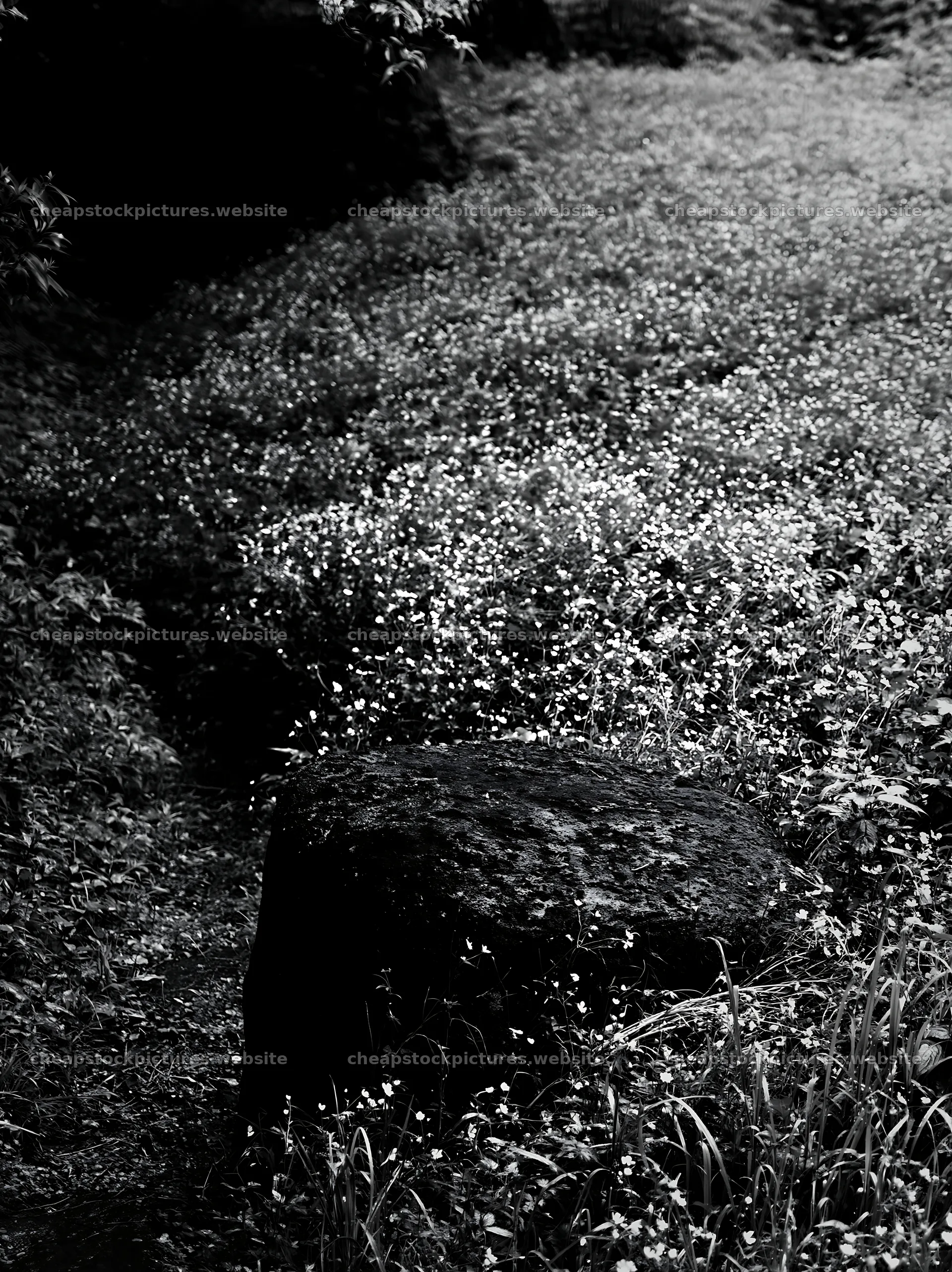 Kyoto spring wildflower meadow stone foreground – stock pictures 6866x9174