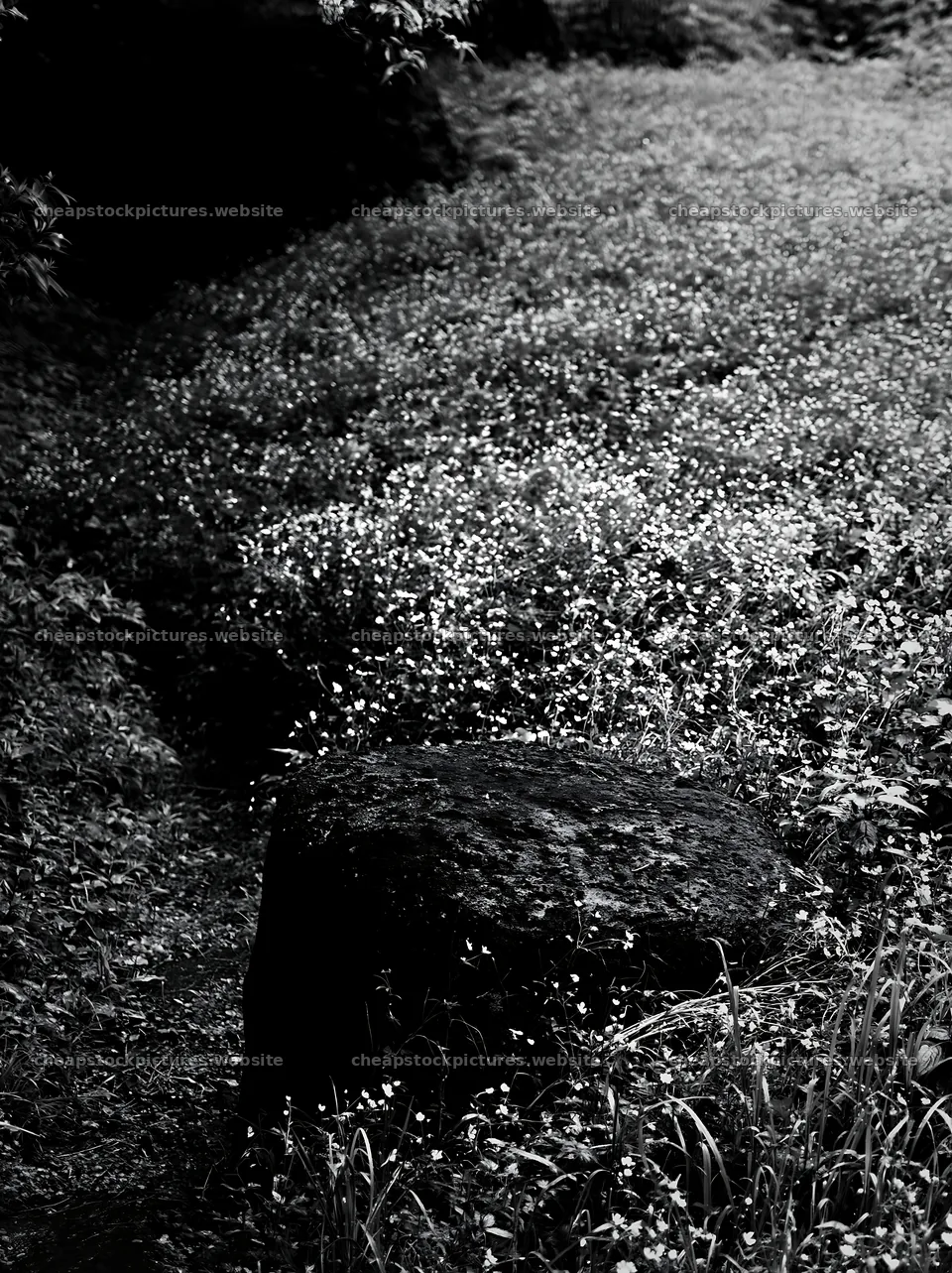 Kyoto spring wildflower meadow stone foreground – stock pictures 6866x9174