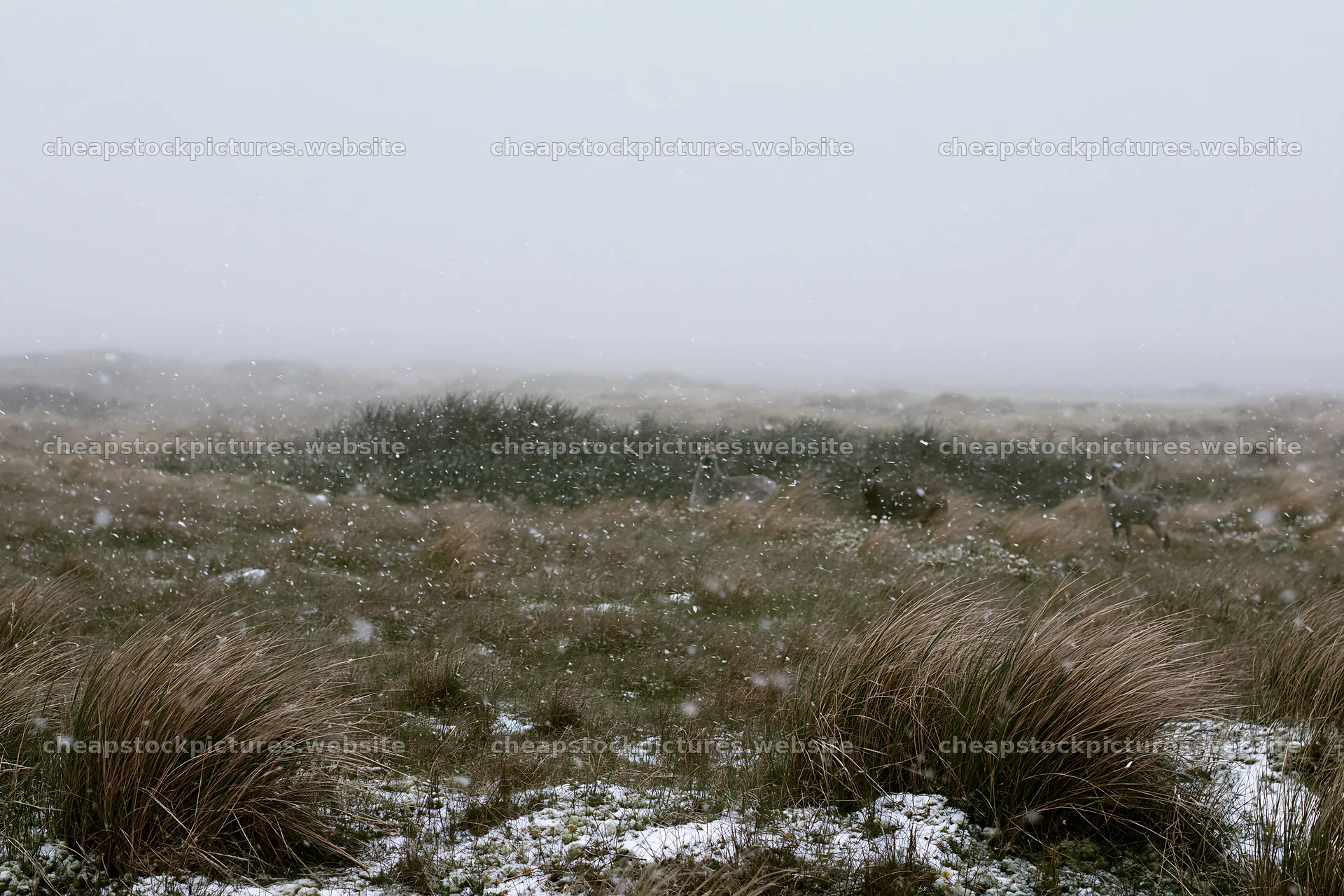 Dune meadow snow with visible snowfall in a natural setting – stock pictures 9722x6480
