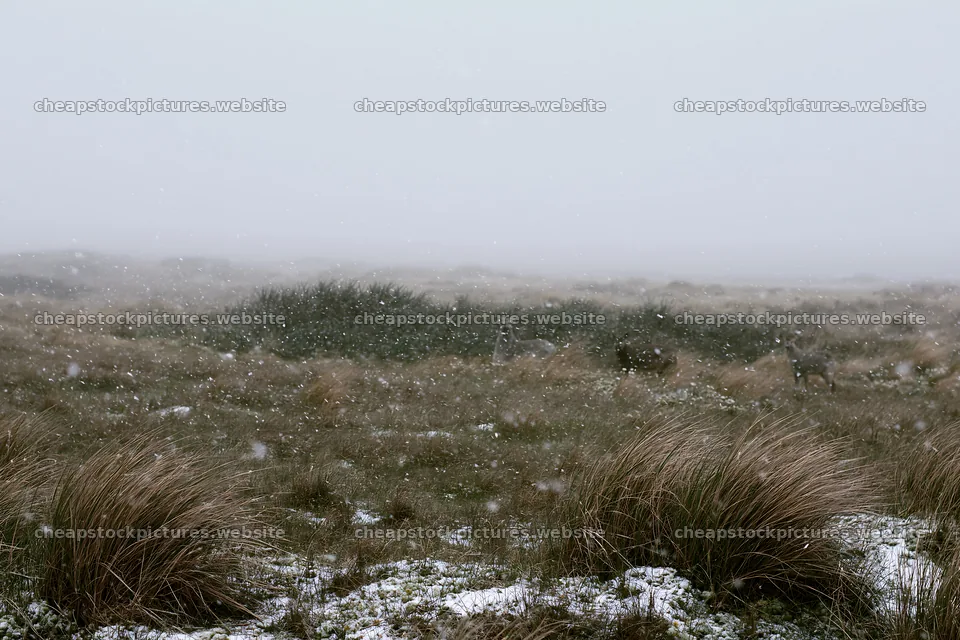 Dune meadow snow with visible snowfall in a natural setting – stock pictures 9722x6480