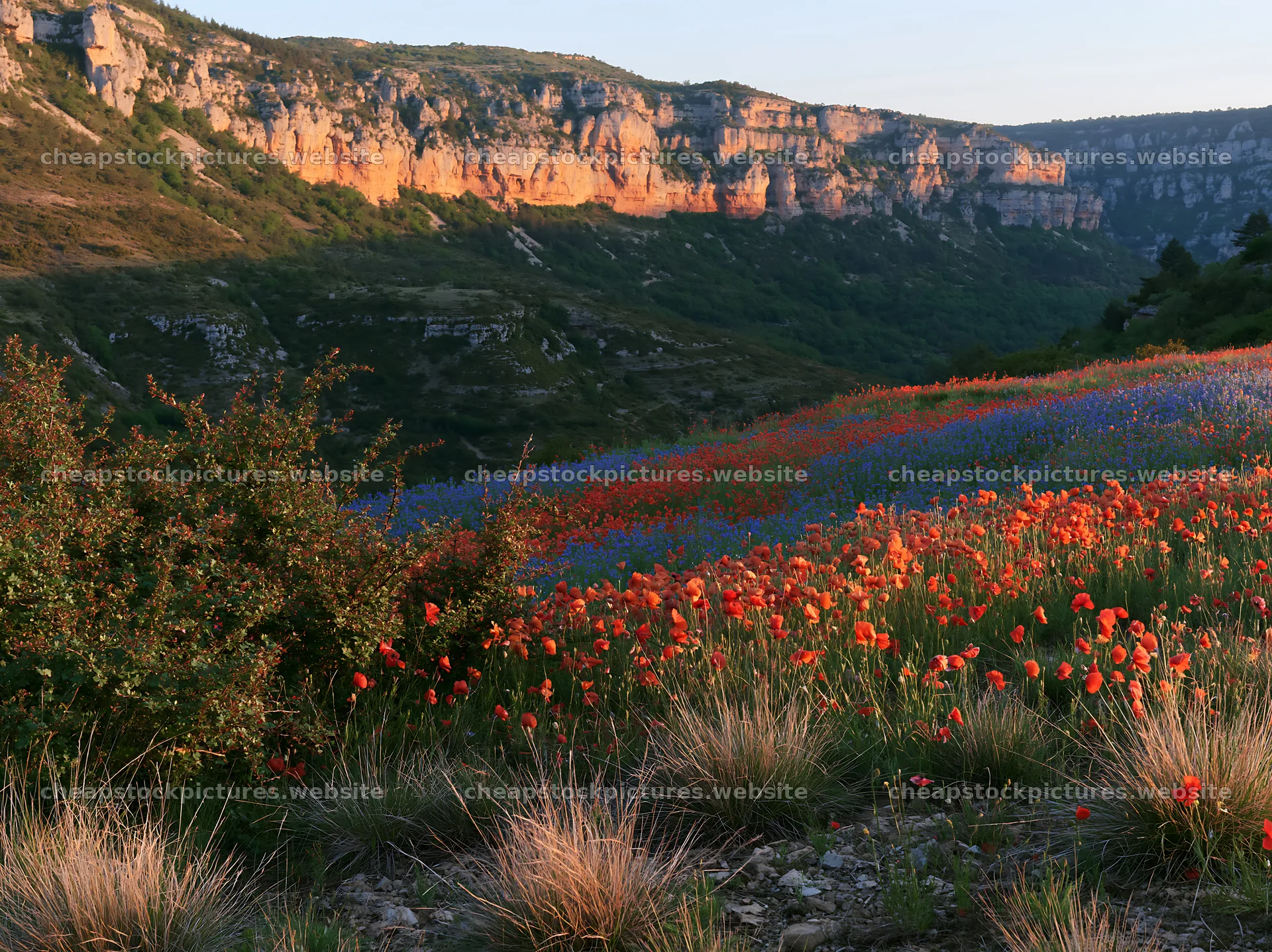 Poppy and larkspur meadow with cliffs at sunset – stock pictures 9174x6866
