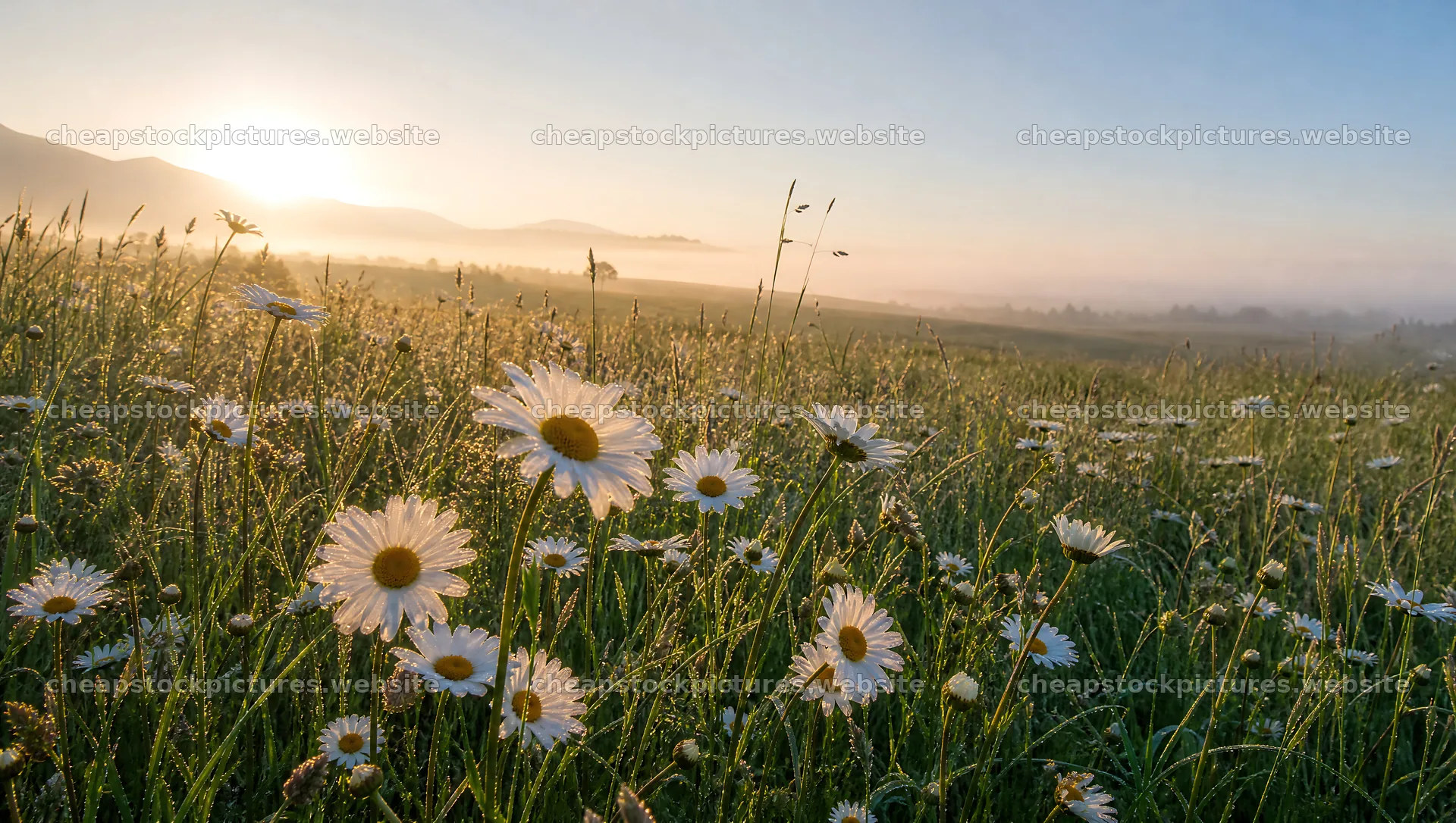 Dewy meadow with wildflowers at sunrise – stock pictures 10556x5968